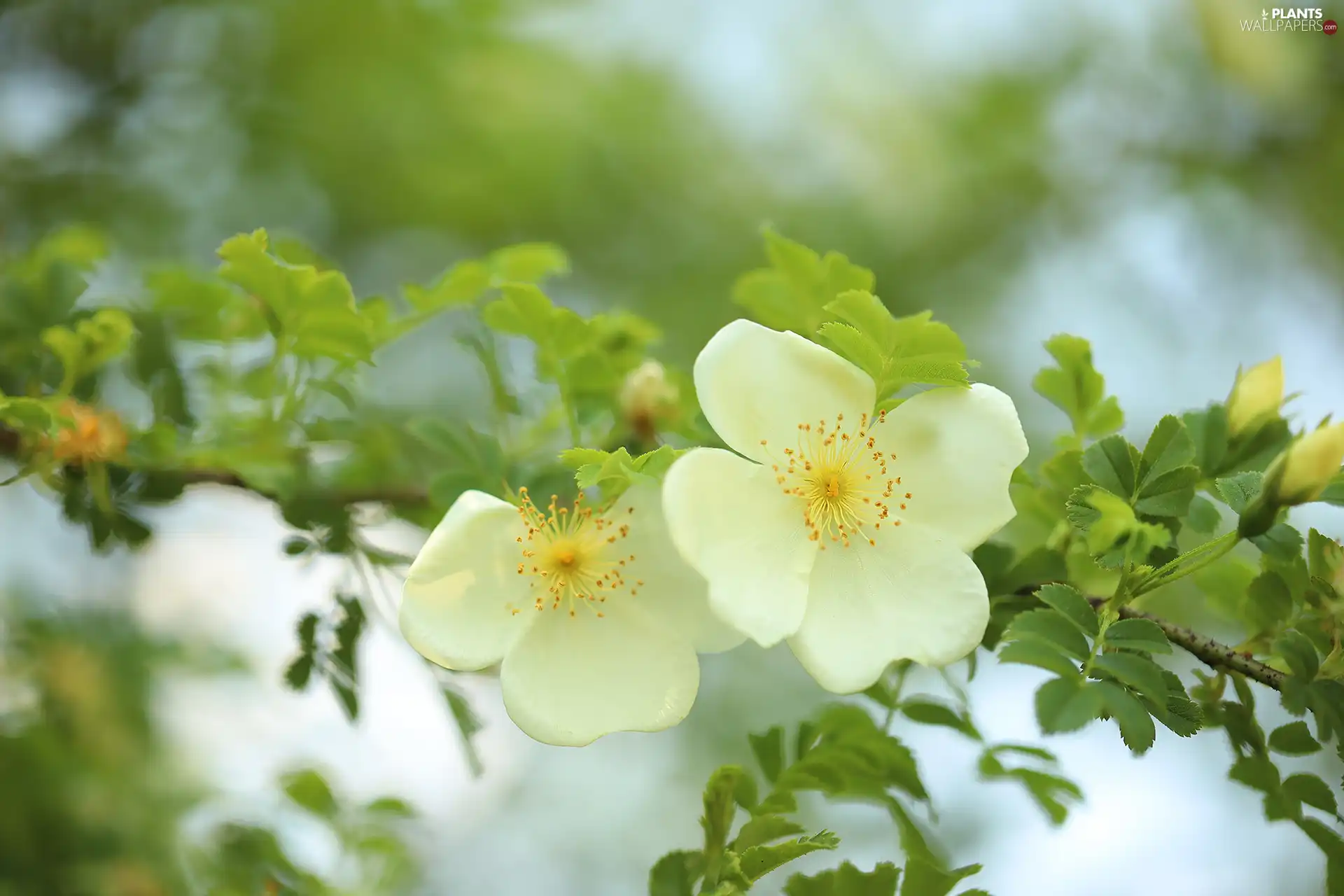 Flowers, White, Wild Roses