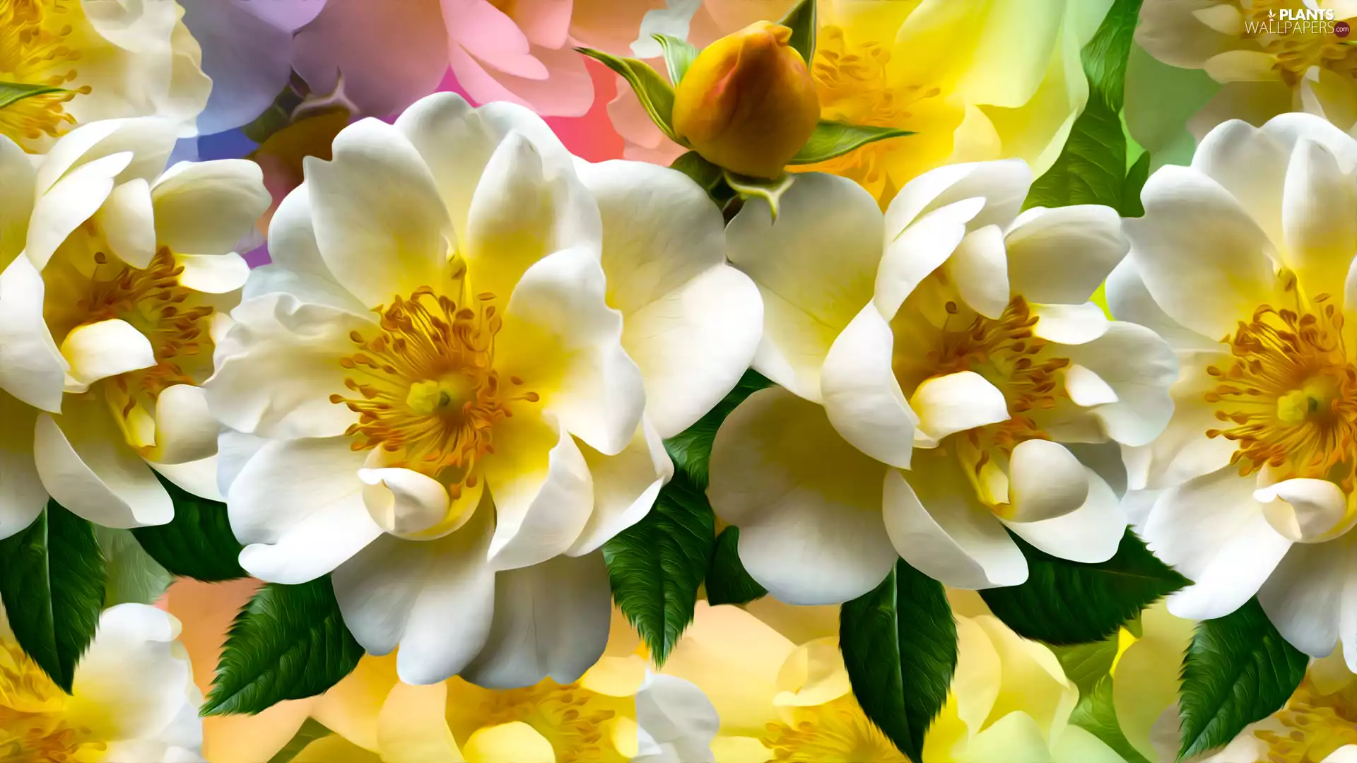 graphics, Flowers, Wild Roses