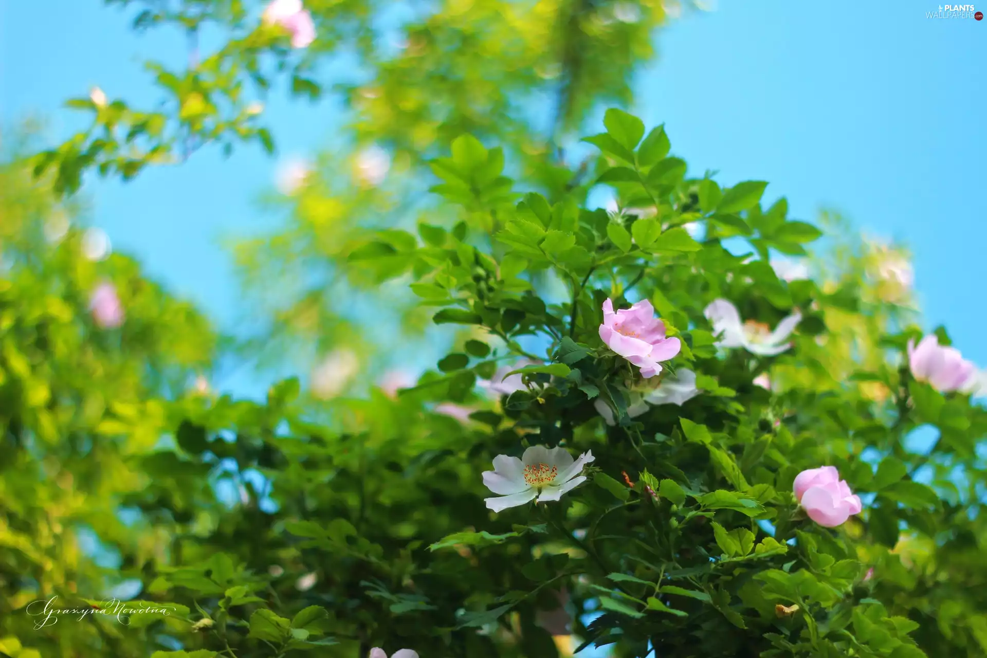 wild, Pink, Flowers, roses