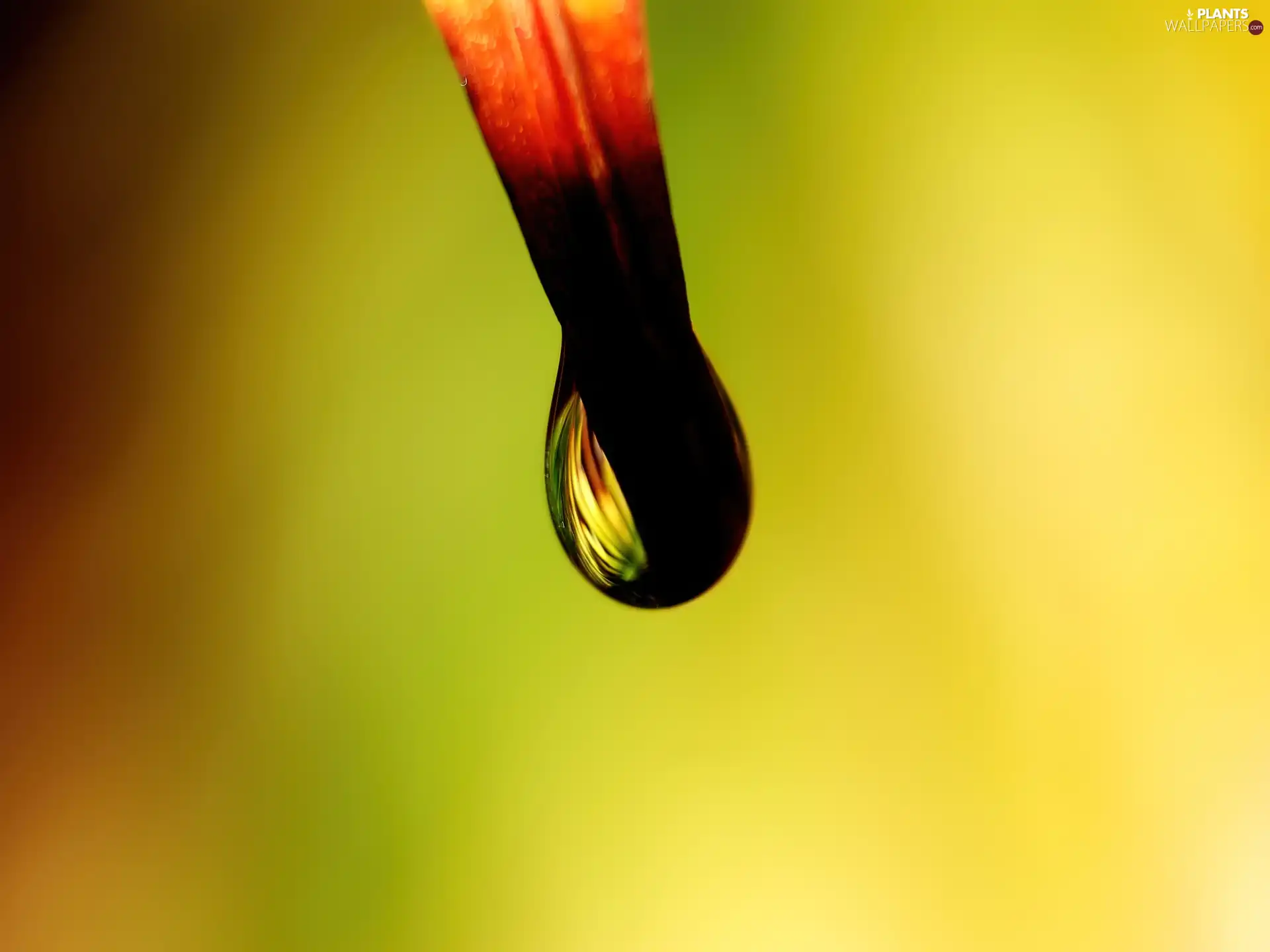 Rosy, leaf, droplet