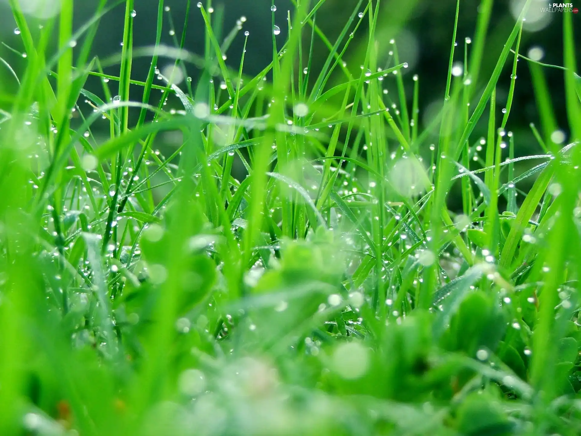 Rosy, grass, drops