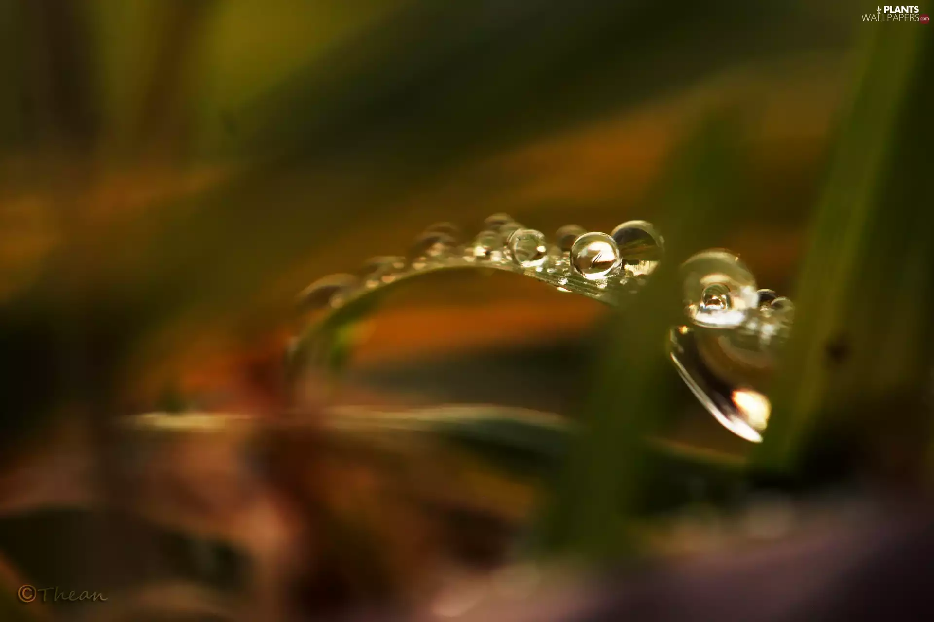 drops, blades, grass, Rosy