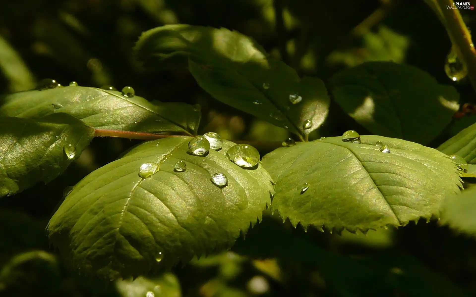 Rosy, Leaf, drops