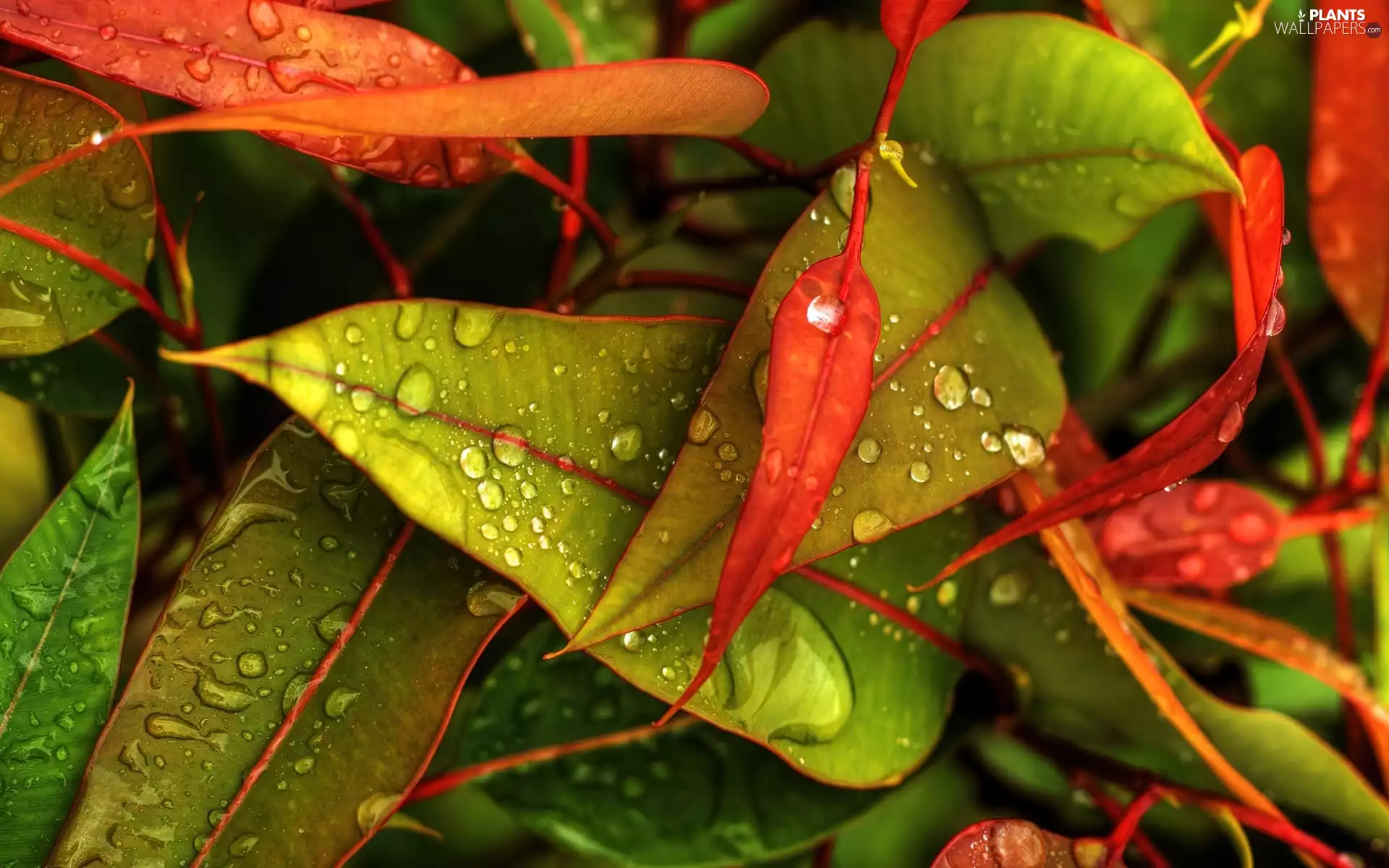 drops, Rosy, Red, Leaf, green
