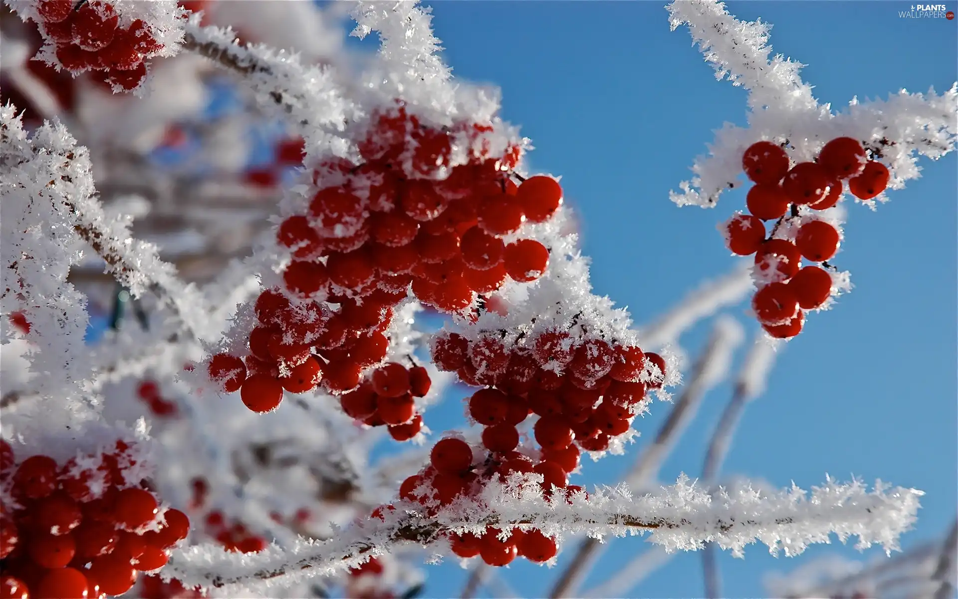 rowan, frosty, Fruits