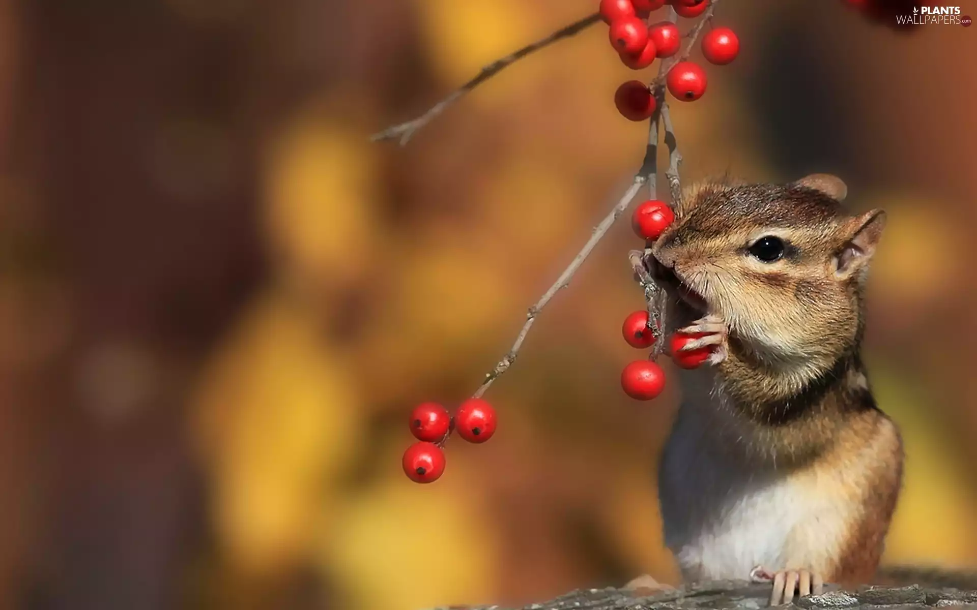trees, rowan, squirrel, Spadefoot, Chipmunk