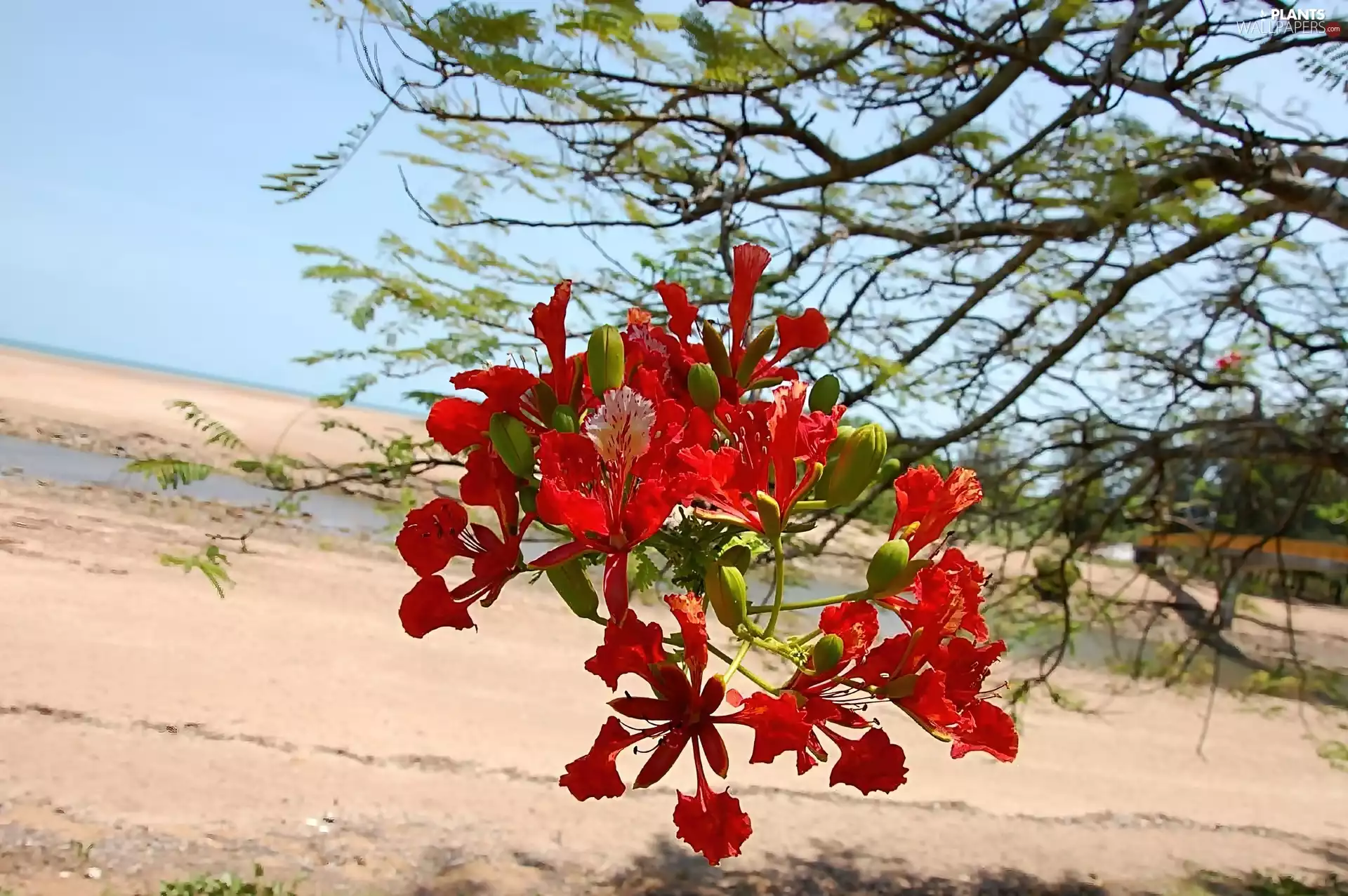 Delonix, Blossoming, twig, Royal