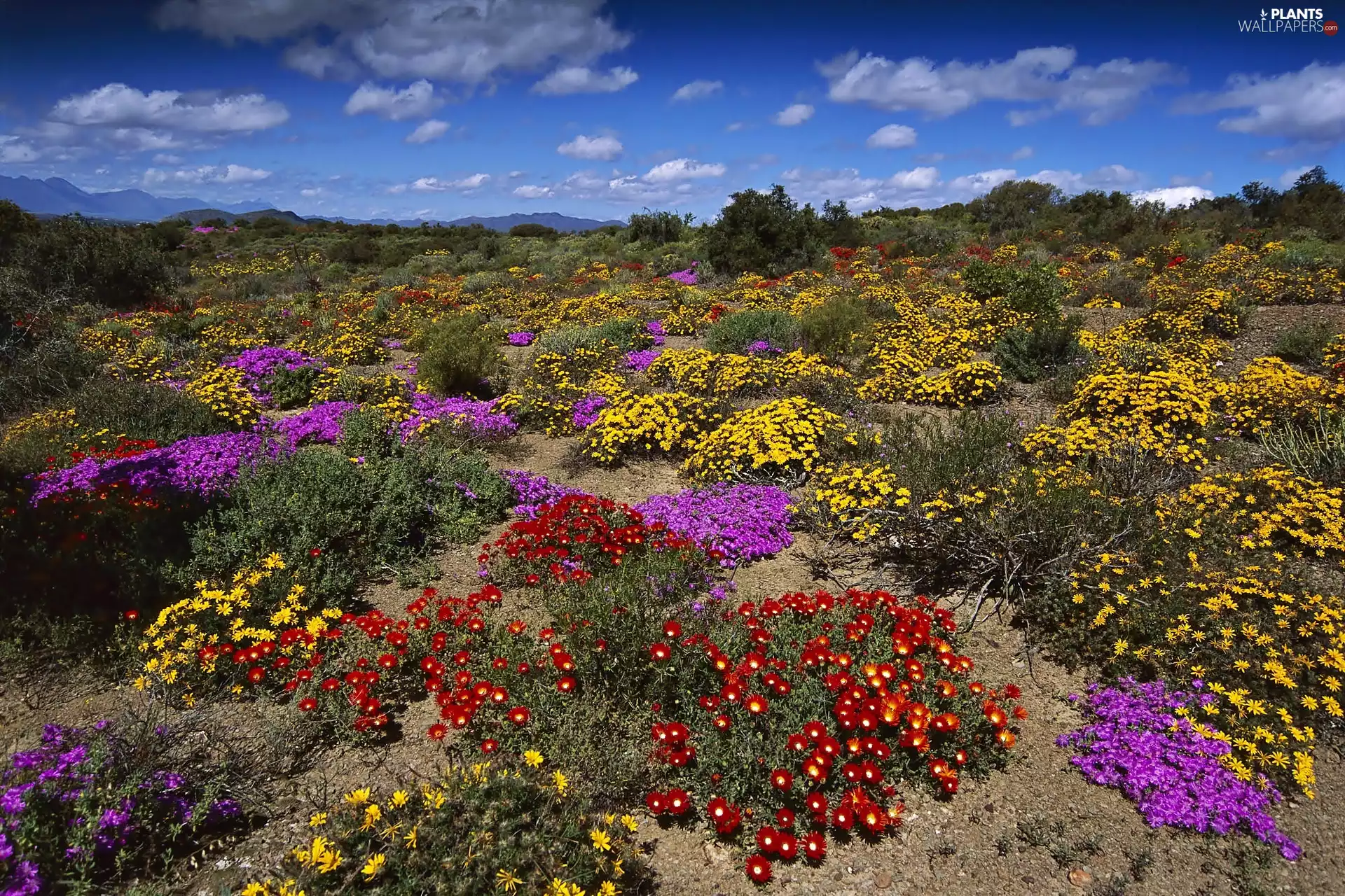 RPA, flourishing, Cactus