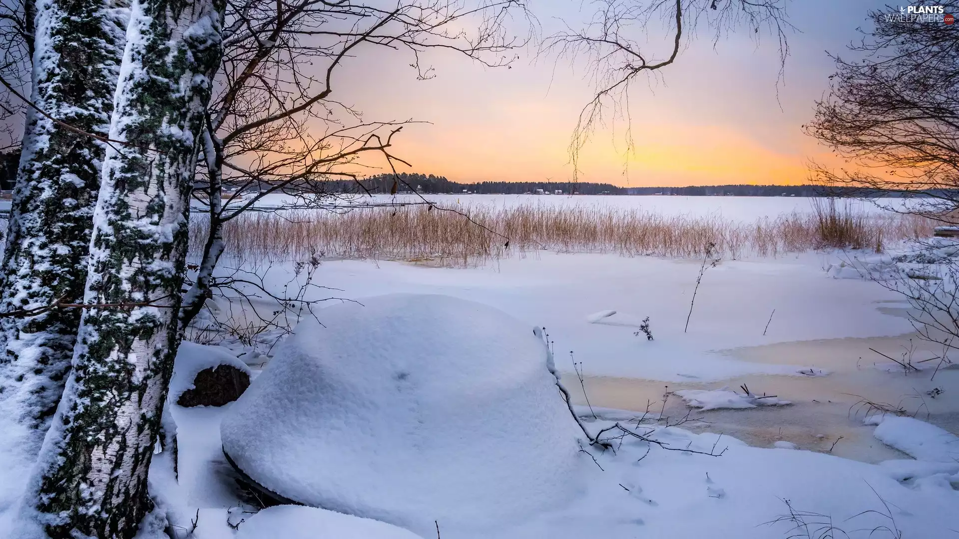 Ruonala, Finland, winter, trees, frozen, lake, birch, rushes, viewes