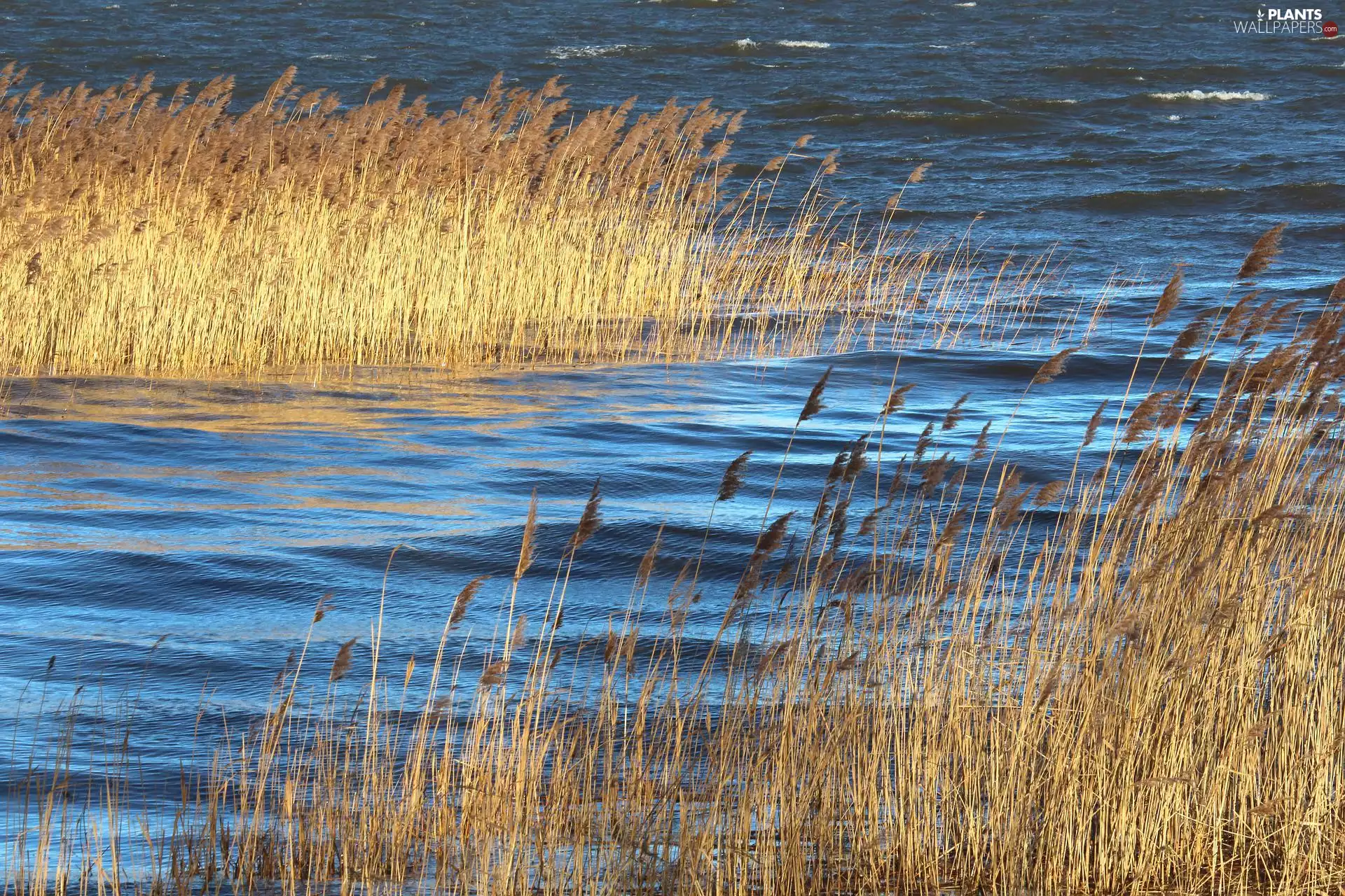 autumn, grass, lake, rushes
