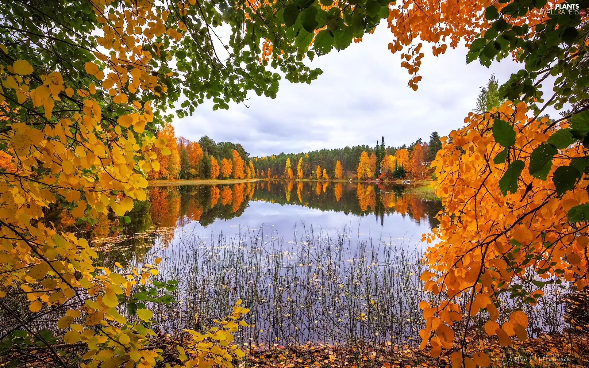 viewes, rushes, autumn, trees, lake