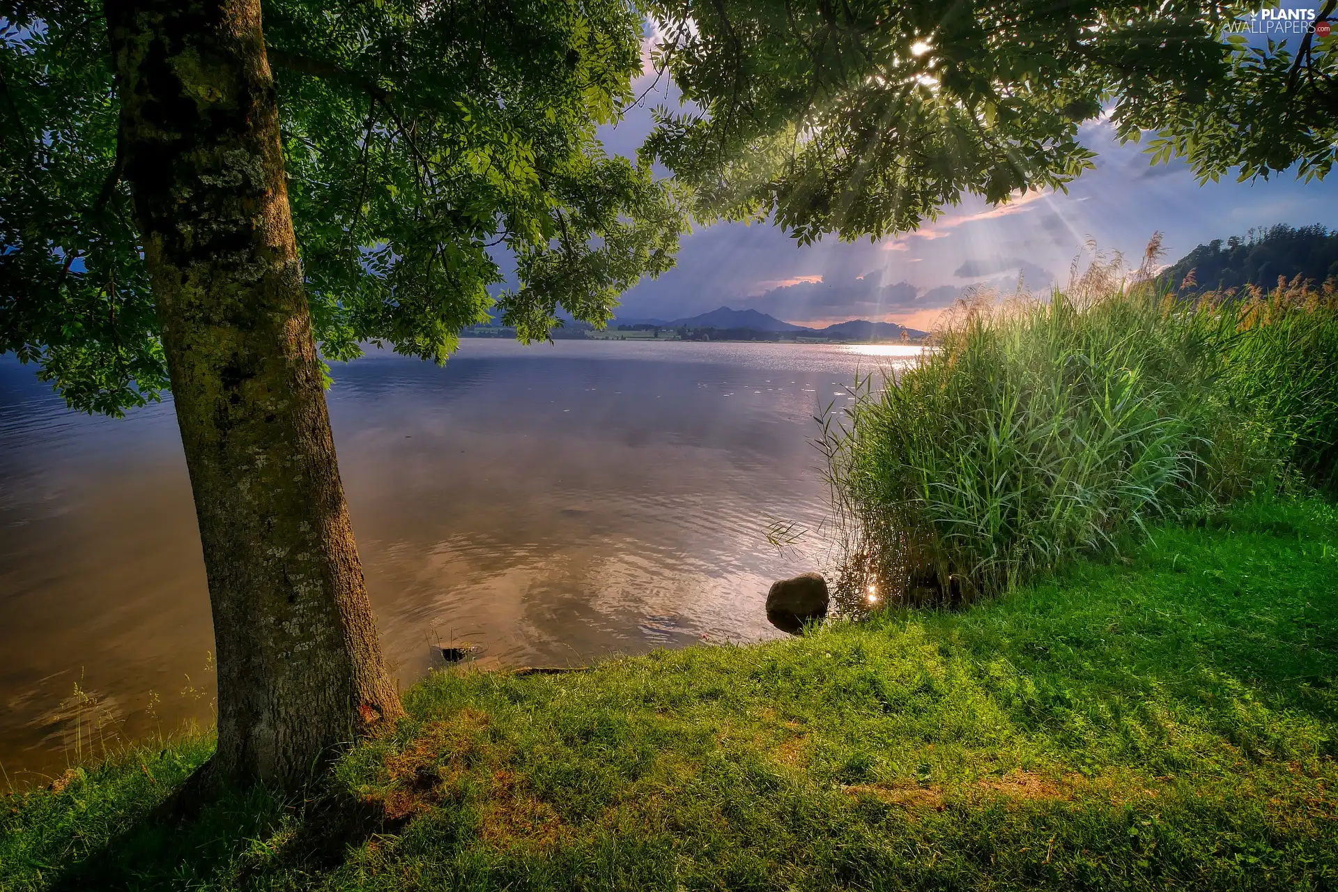 rushes, coast, rays of the Sun, trees, lake, grass, evening