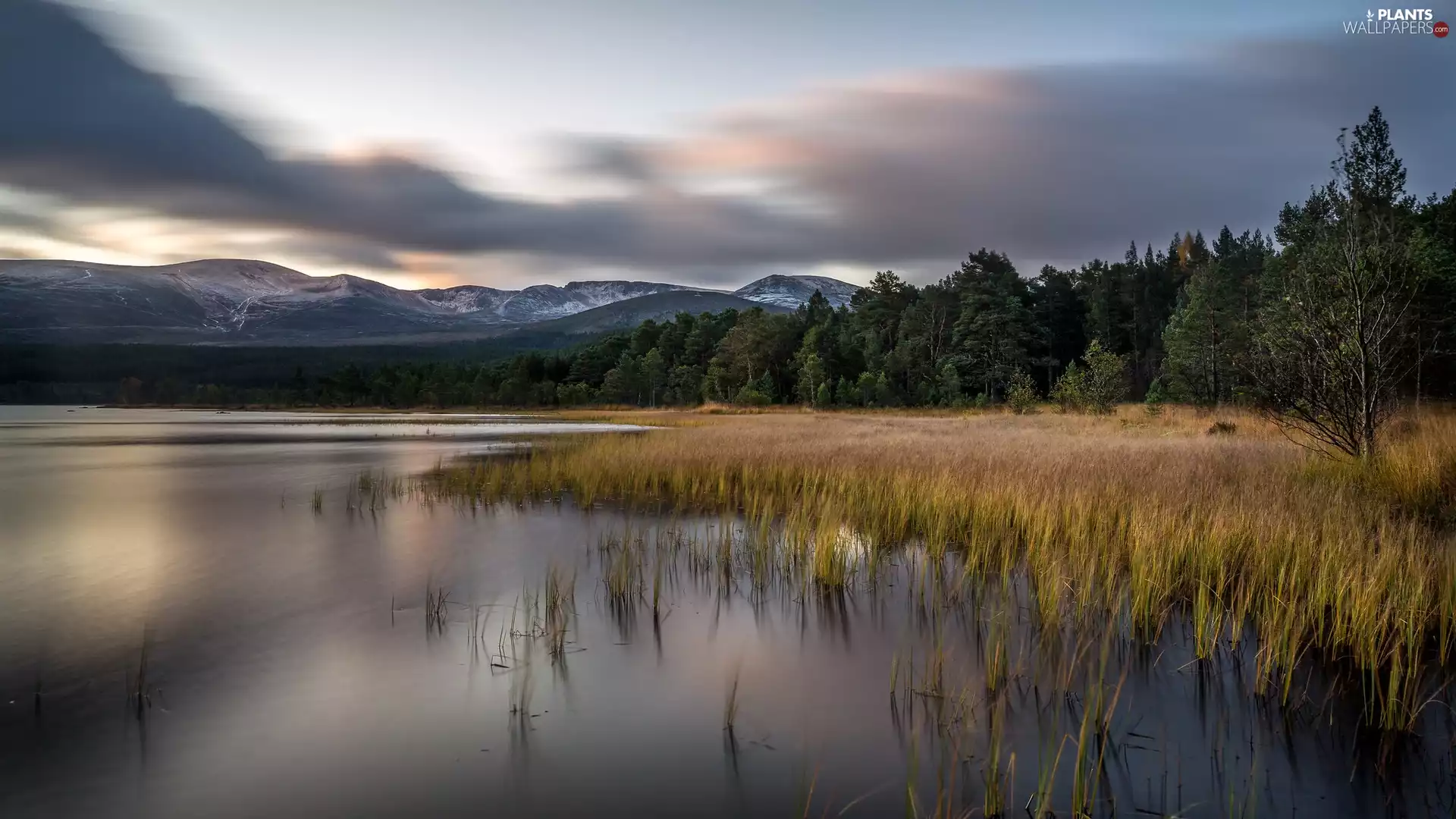 trees, Mountains, grass, rushes, viewes, lake