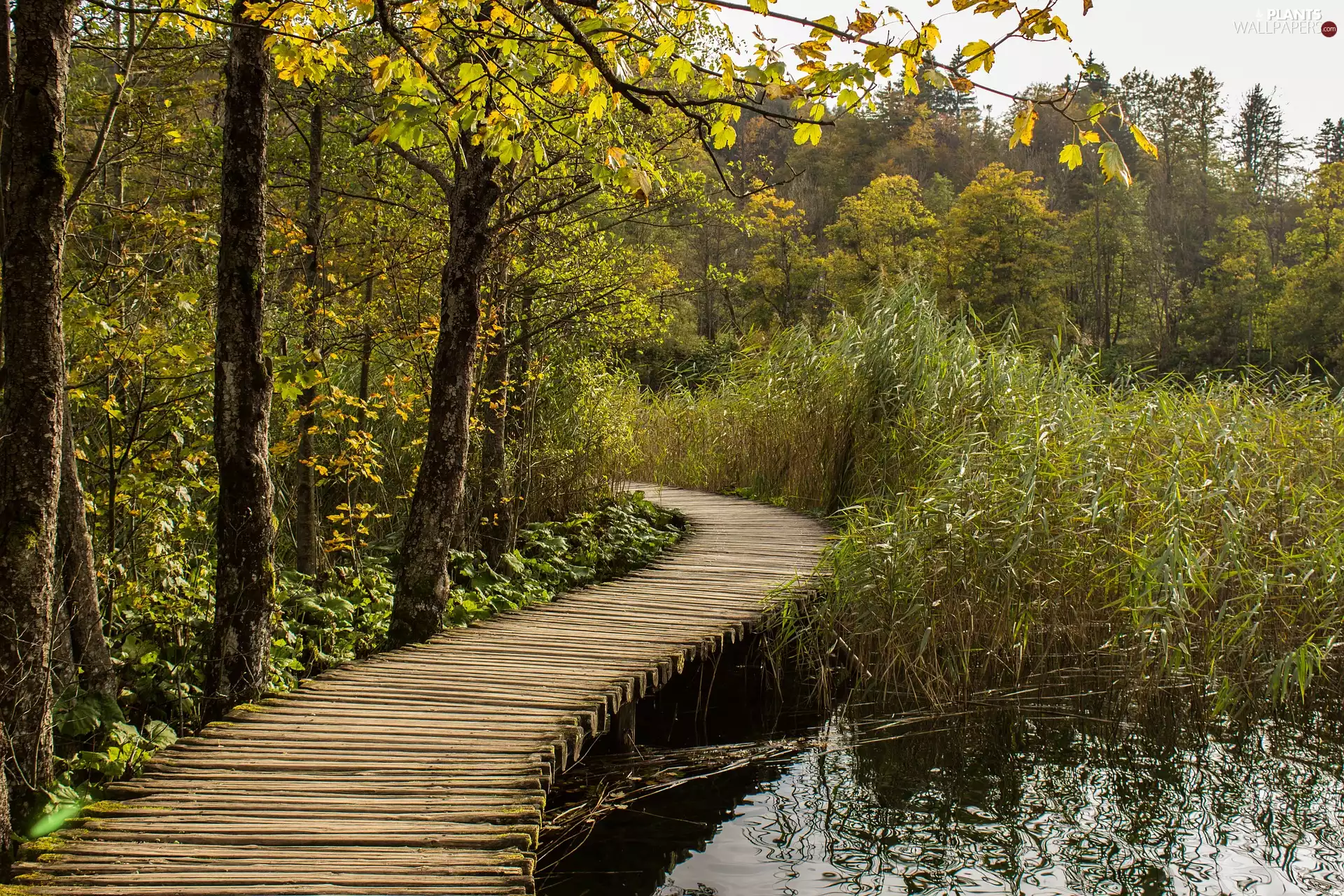 rushes, viewes, Plitvice Lakes National Park, Platform, trees, lake, Coartia