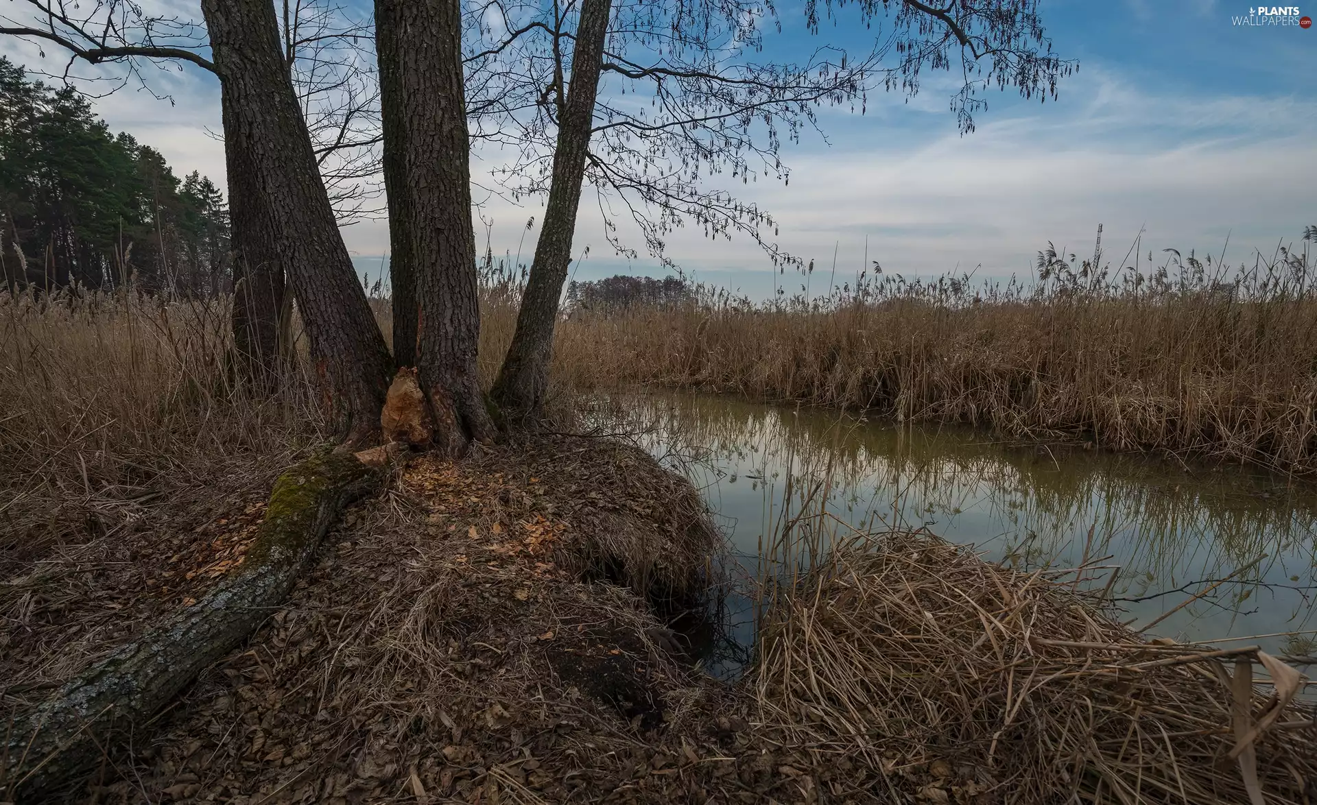 River, trees, viewes, rushes