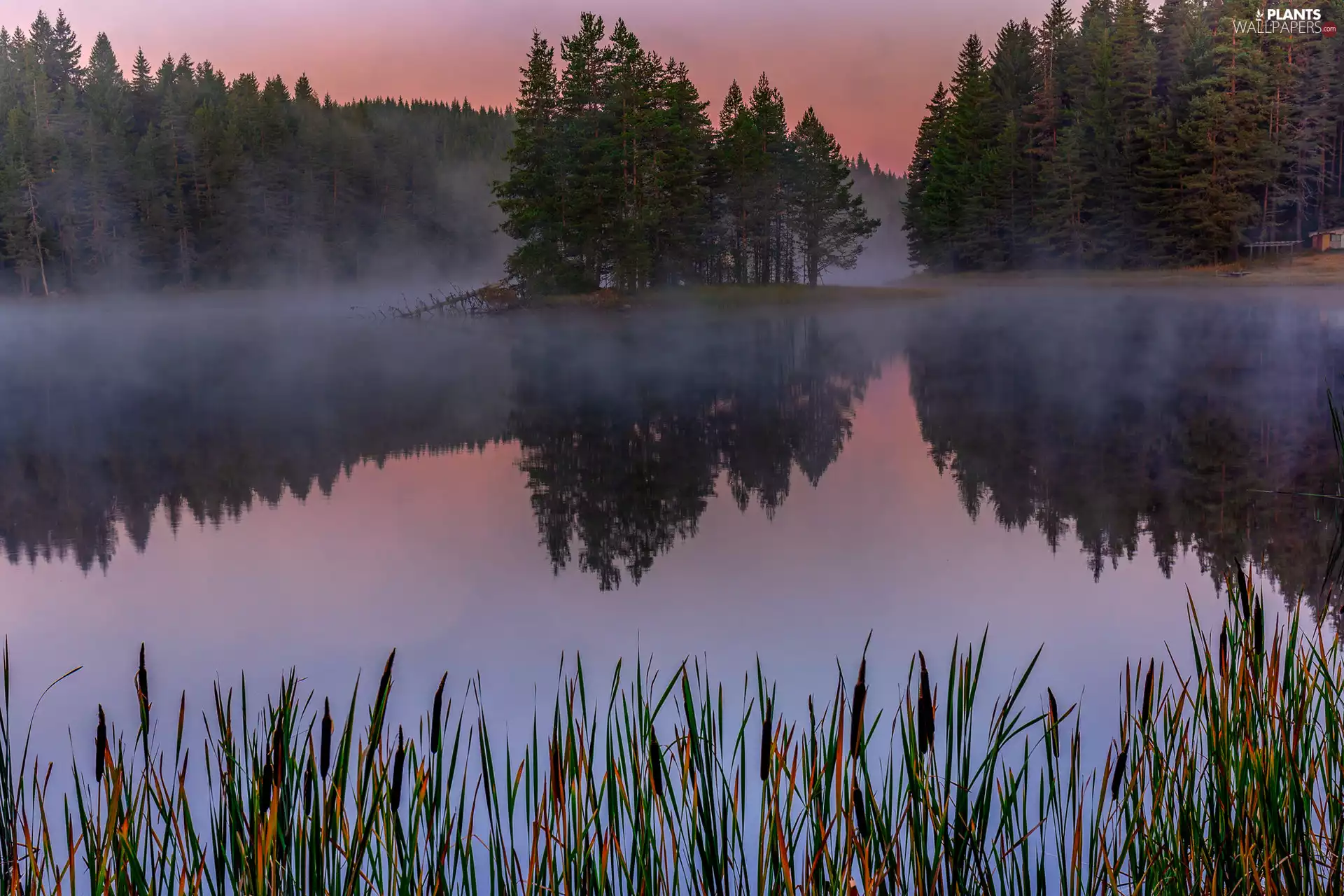 trees, Great Sunsets, forest, Fog, lake, viewes, rushes