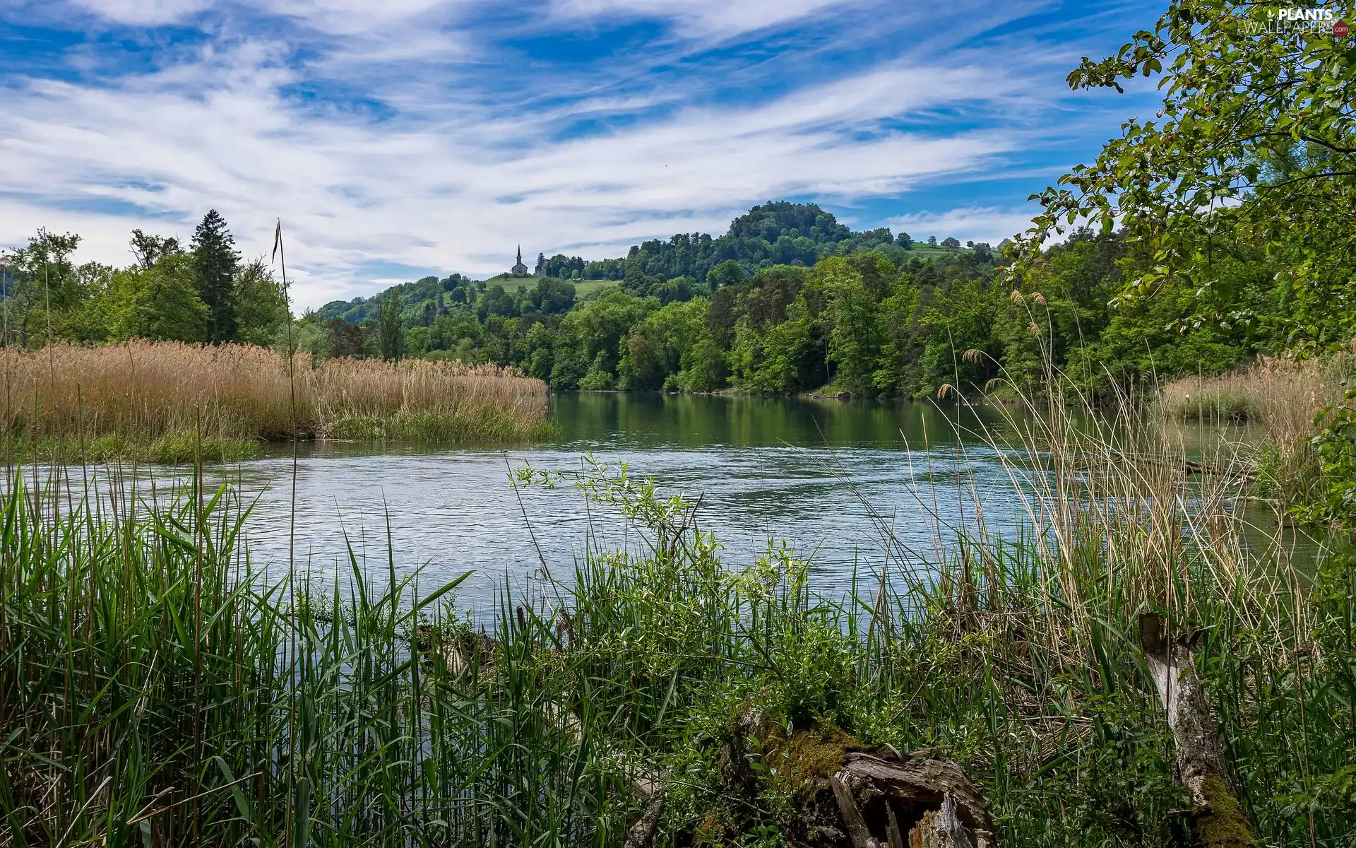 viewes, River, grass, rushes, Plants, trees