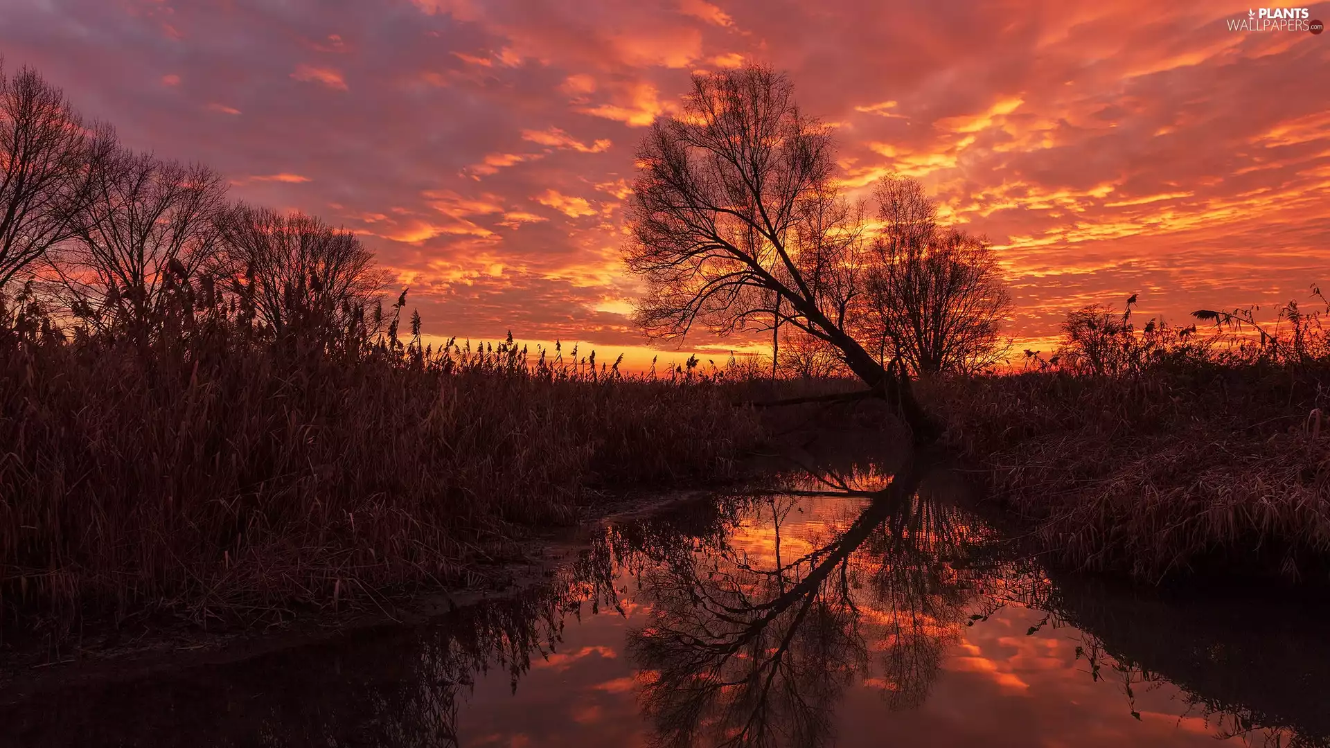 River, Orange, trees, Sky, Great Sunsets, inclined, rushes