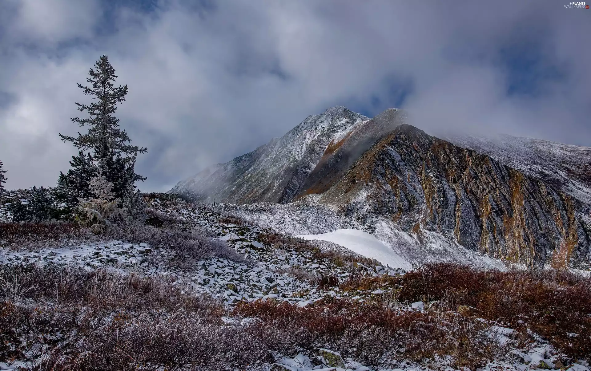 trees, winter, Altai, Russia, viewes, Mountains