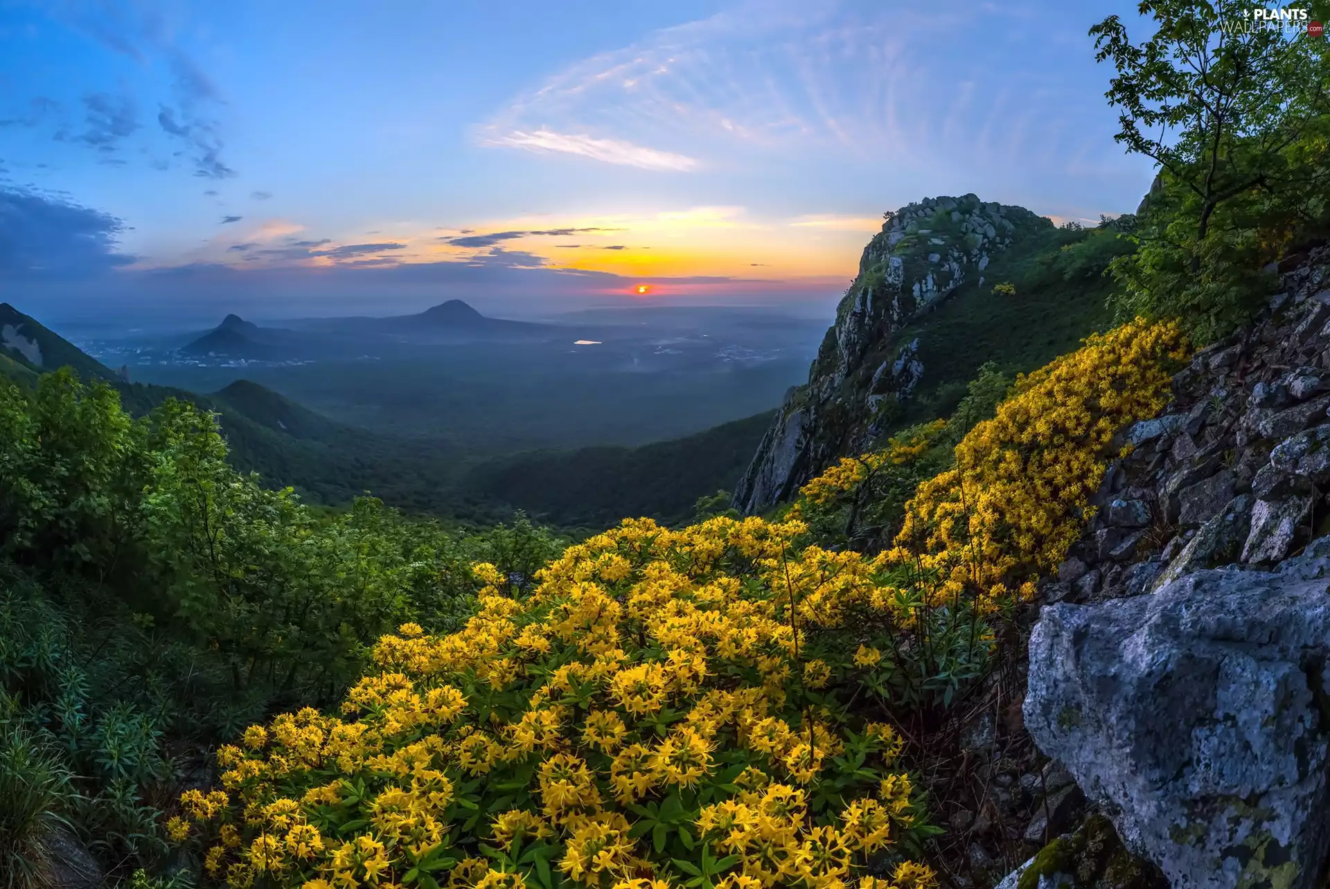 Rhododendron, rocks, Stavropol Krai, Flowers, Mountains, Caucasus, Russia