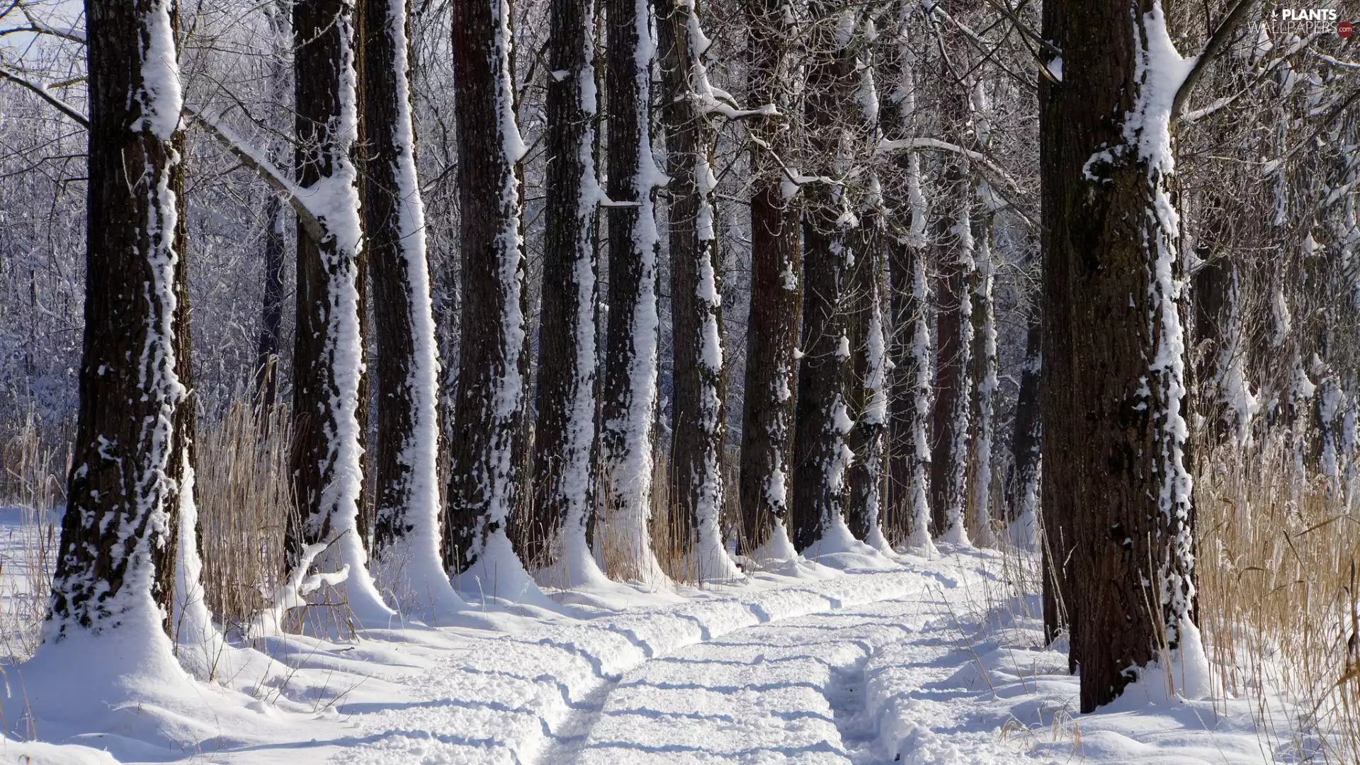 trees, winter, snow, ruts, viewes, Way