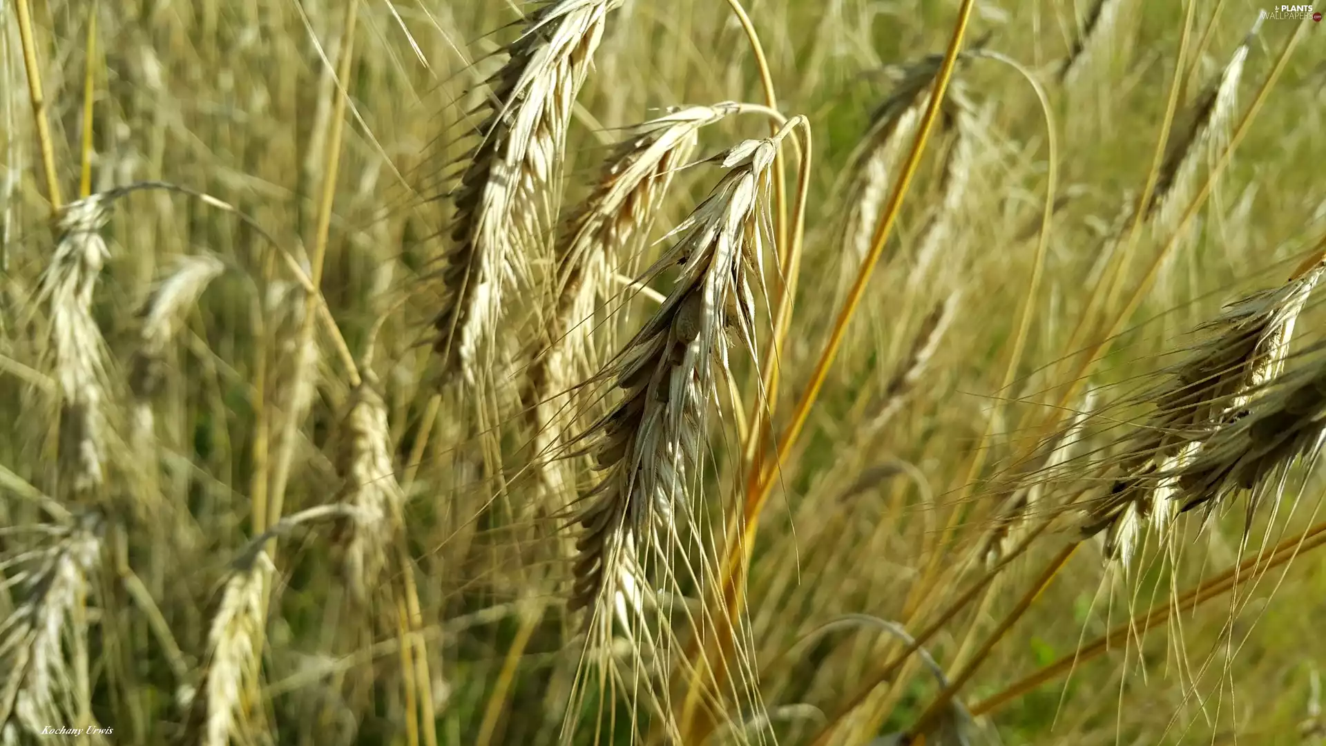 rye, corn, Ears