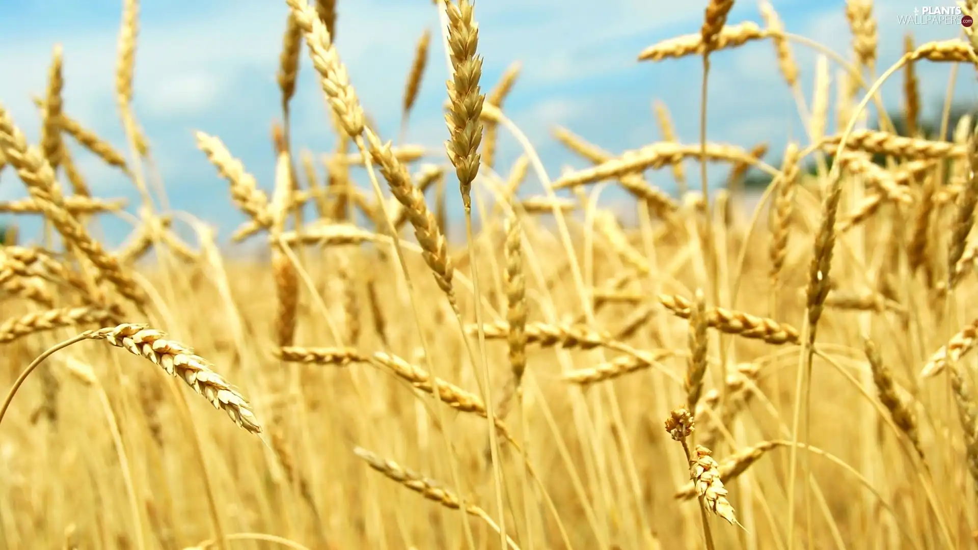 rye, Field, Ears