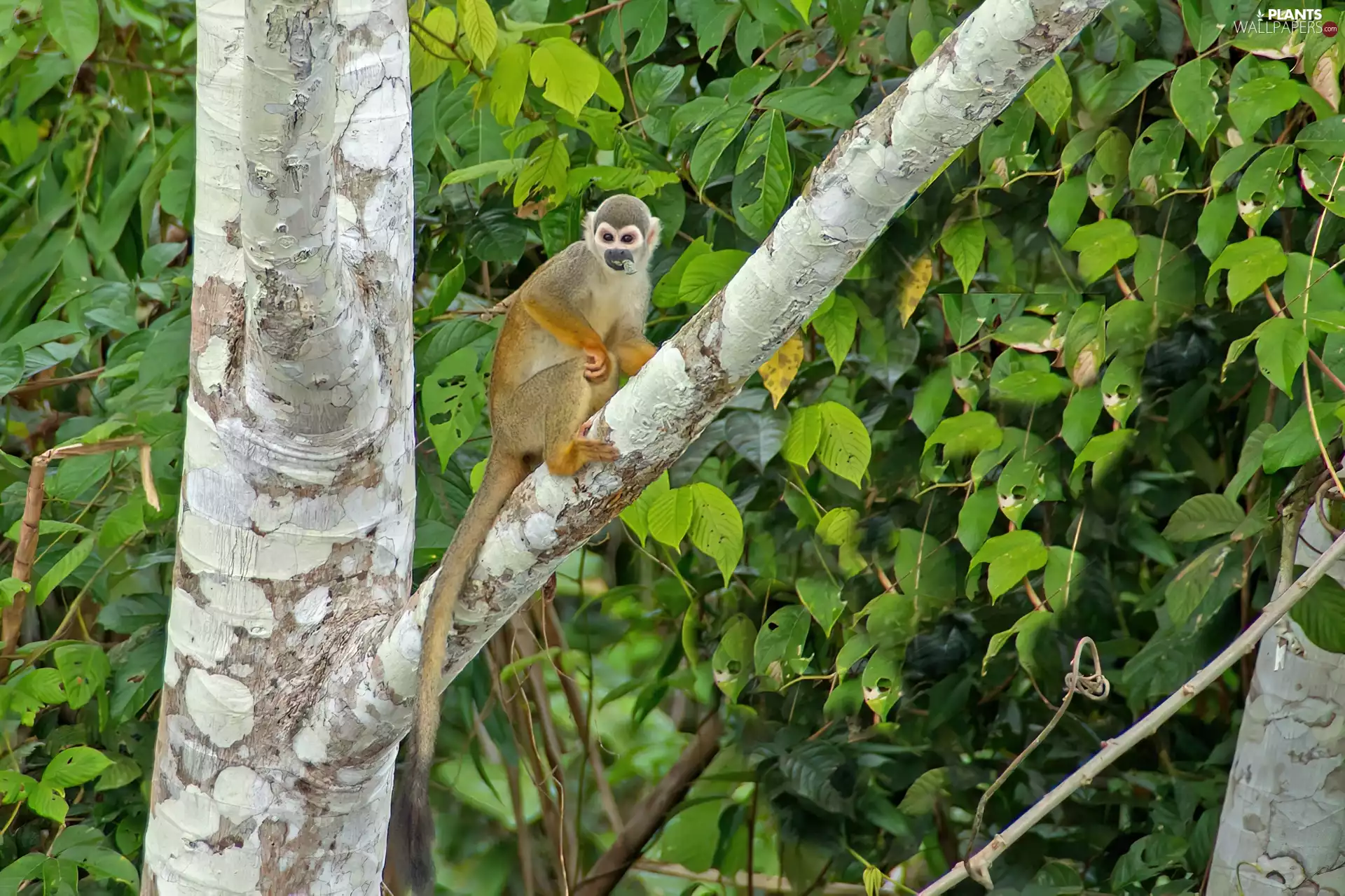 Monkey, trees, leaves, Saimiri