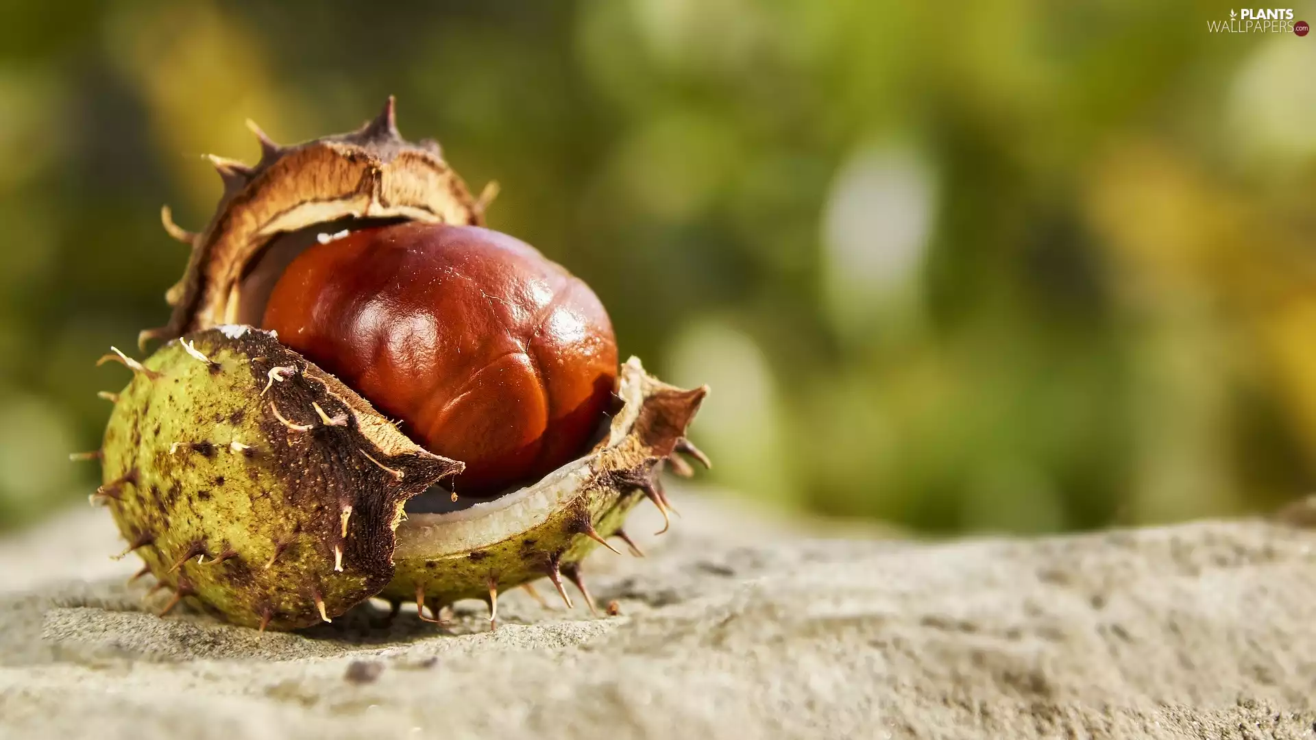 Sand, chestnut, autumn