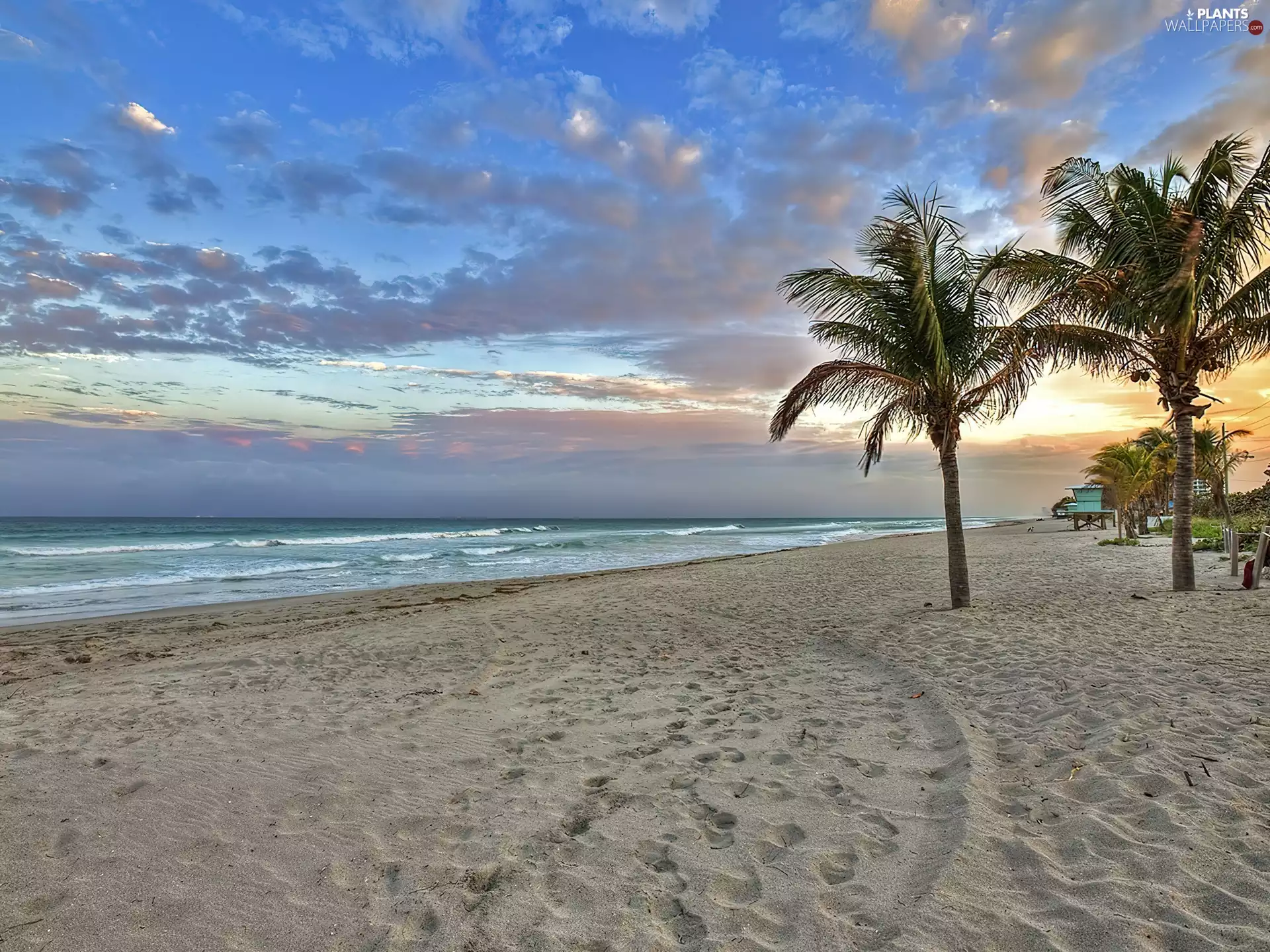 Sand, Beaches, Palms