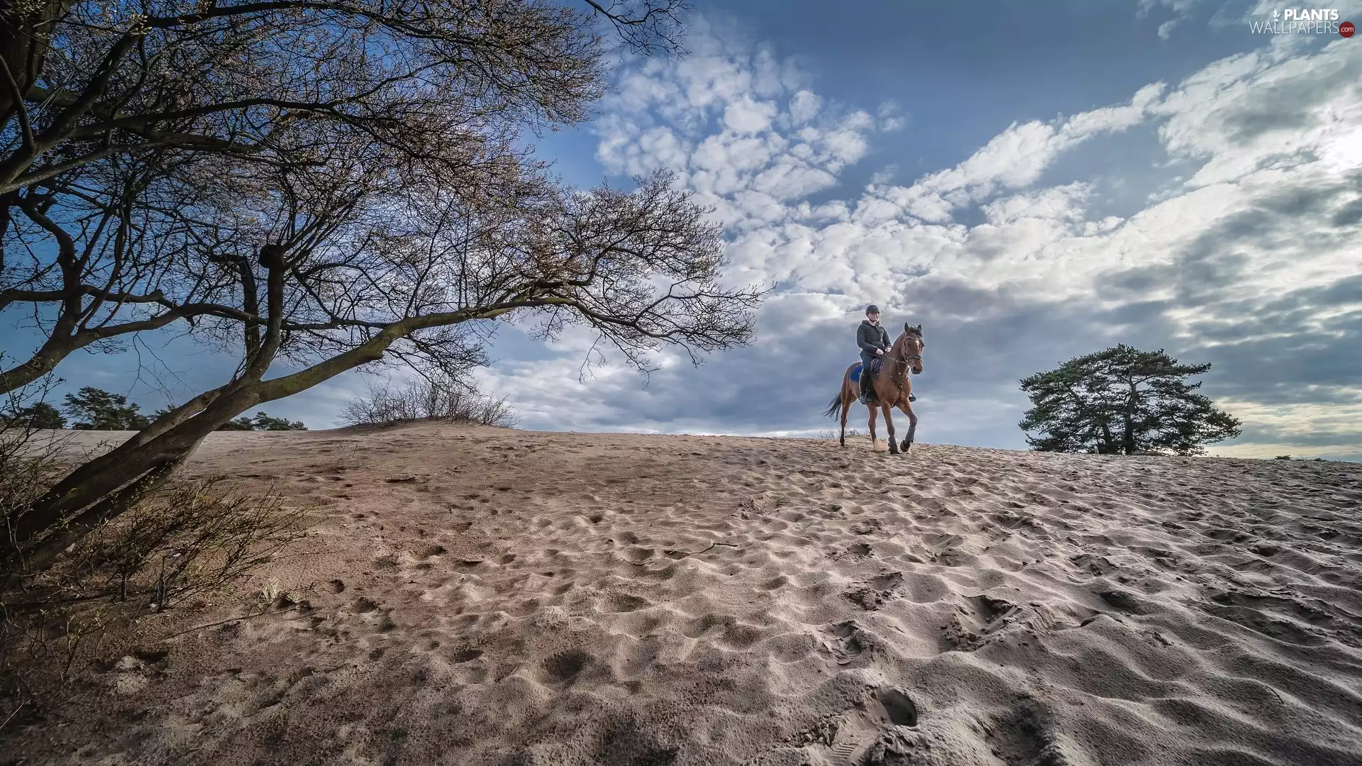 viewes, Sand, rider, trees, Horse