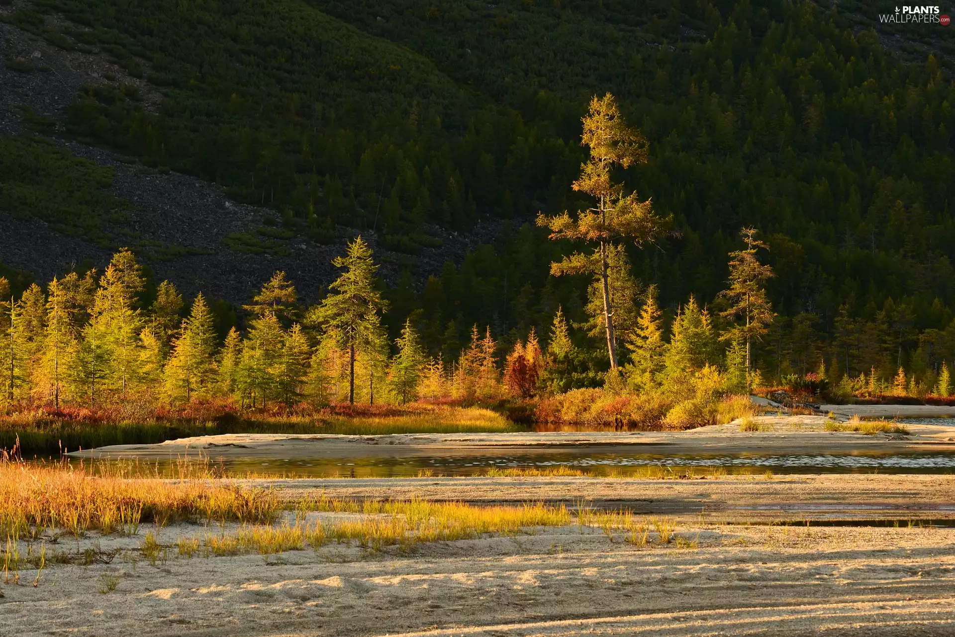 River, Sand, trees, viewes, autumn