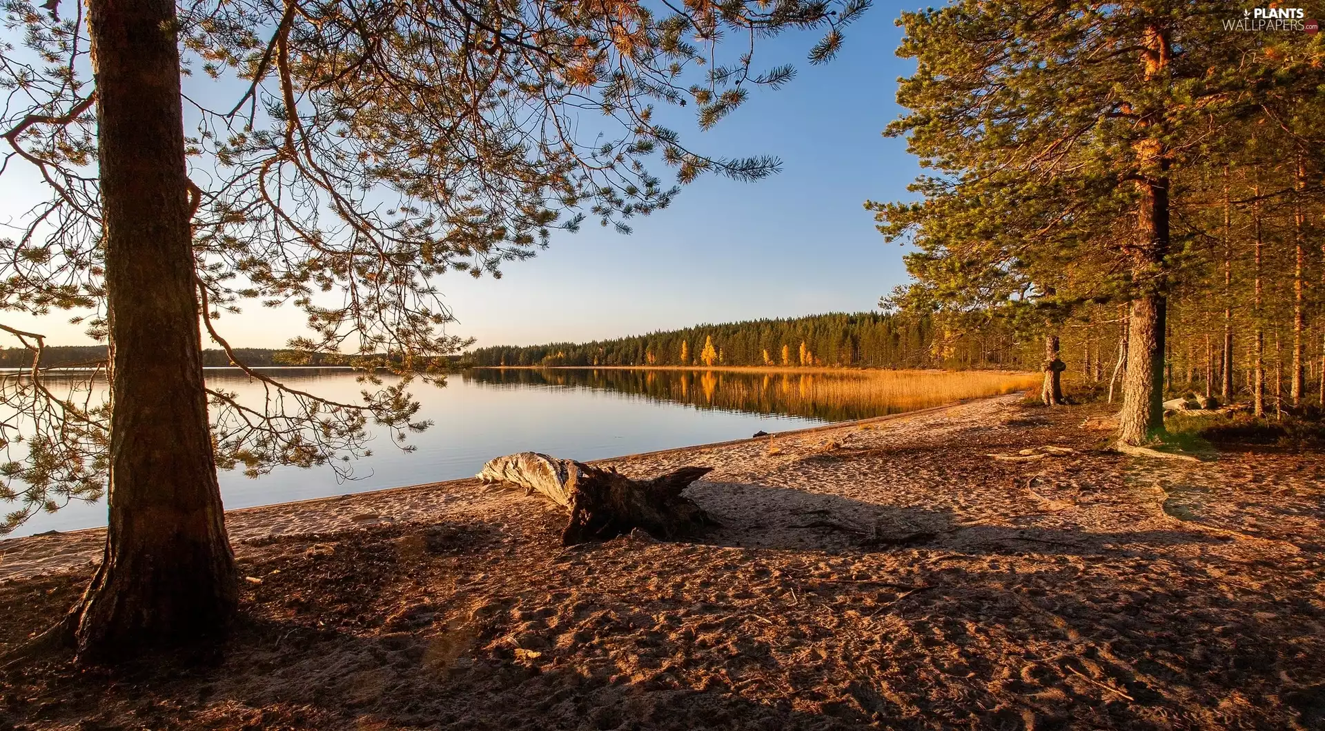 viewes, lake, coast, Sand, woods, trees