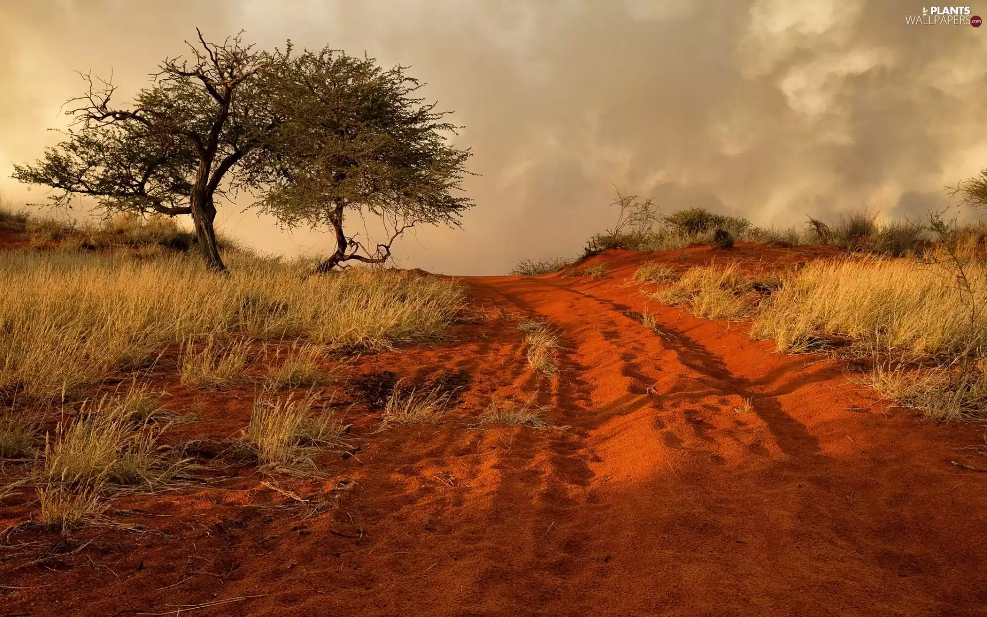 grass, trees, Red, Sand, Way, viewes