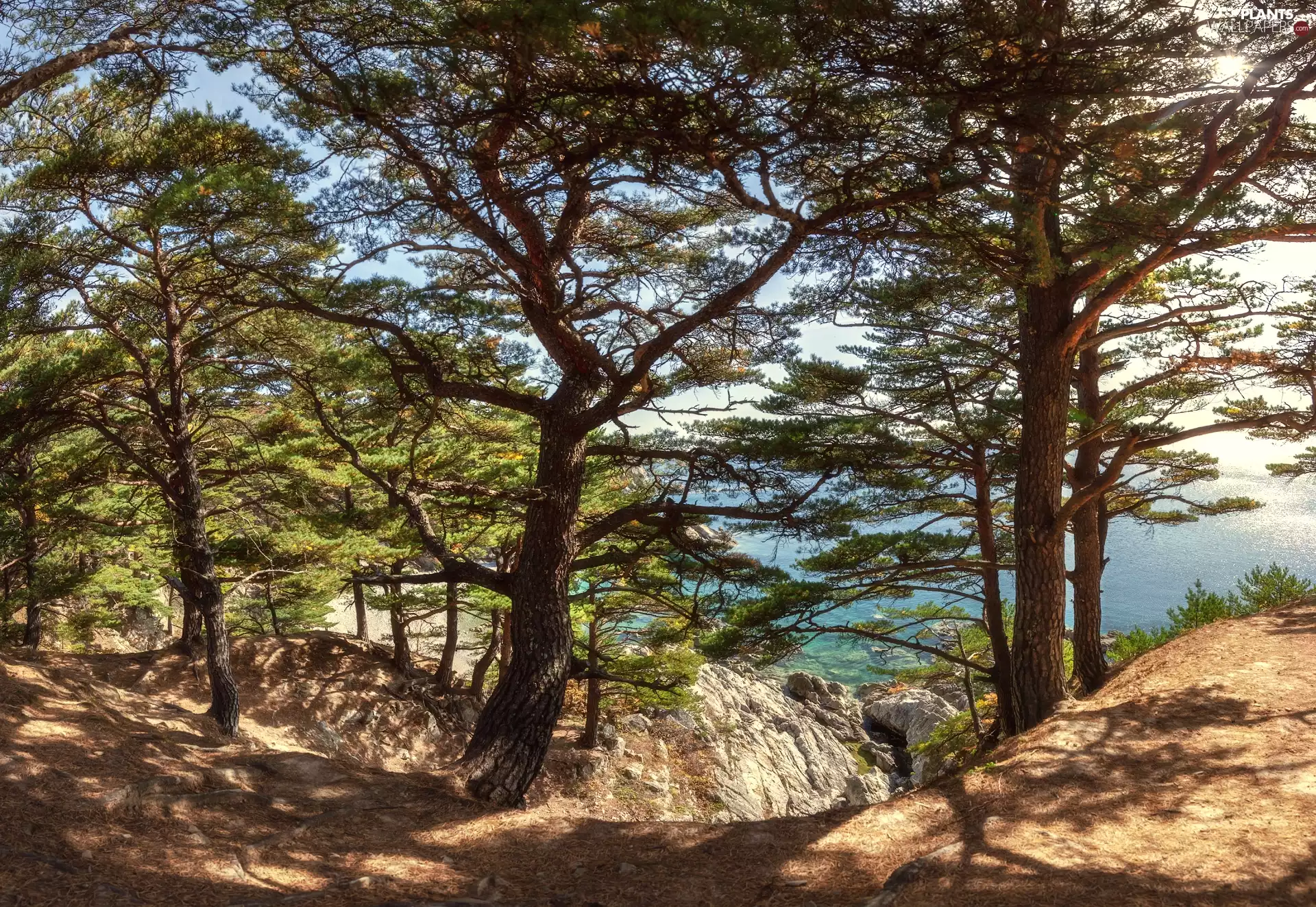 rocks, Sand, viewes, sea, trees