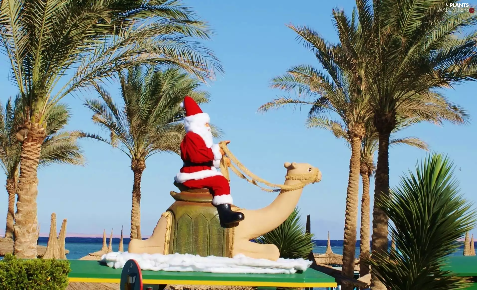 Santa, Palms