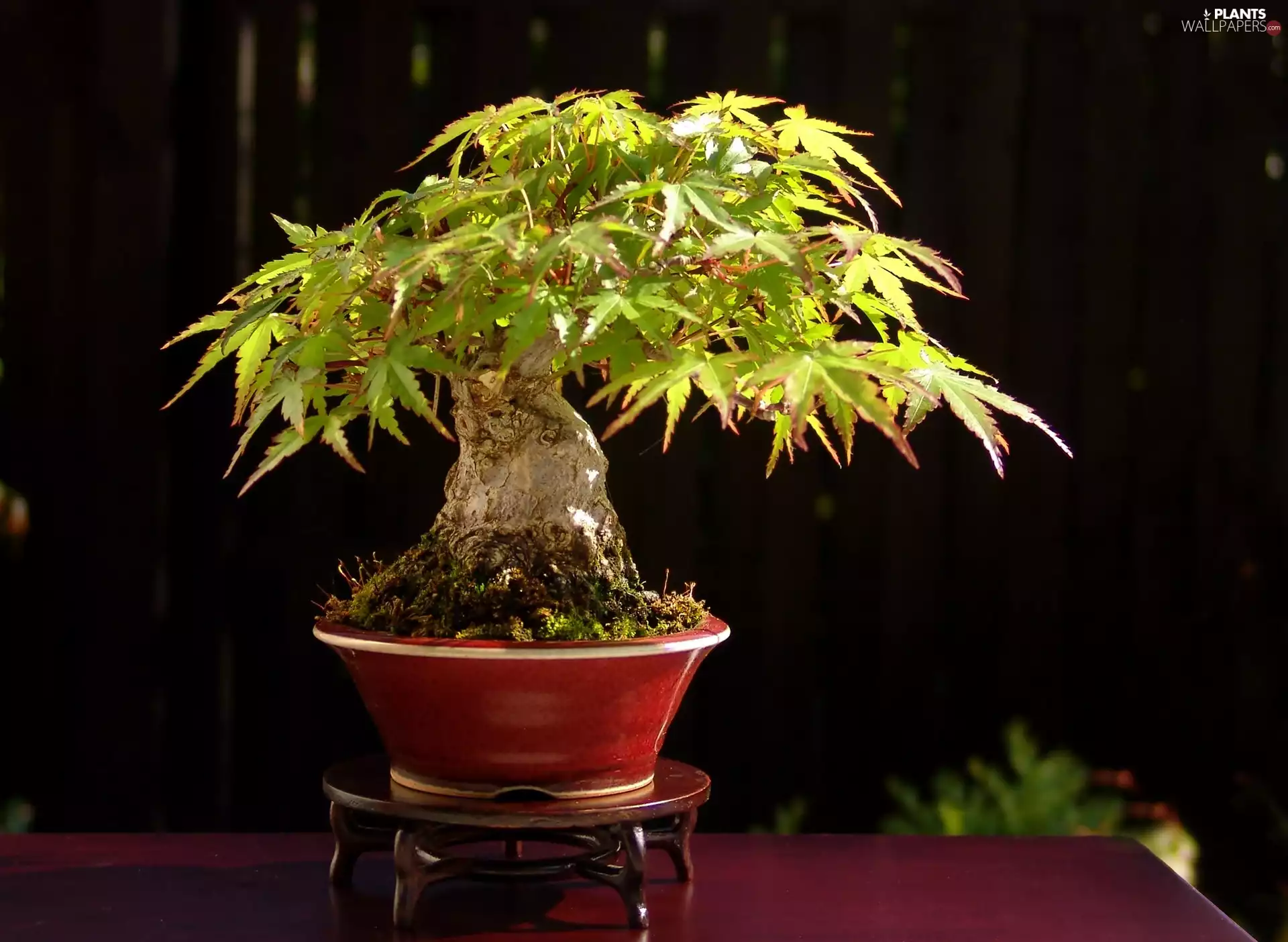 sapling, Bonsai
