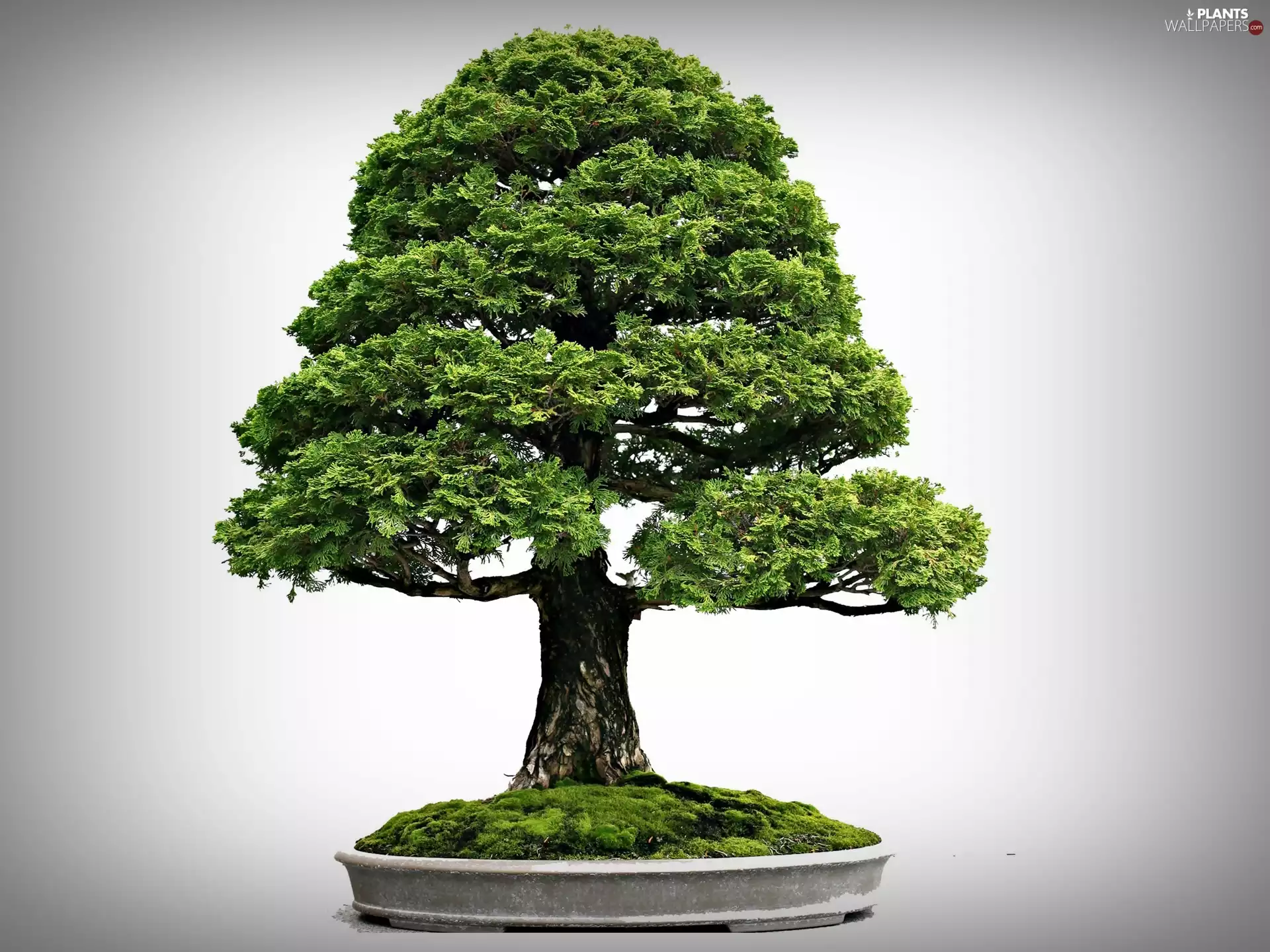 sapling, Bonsai