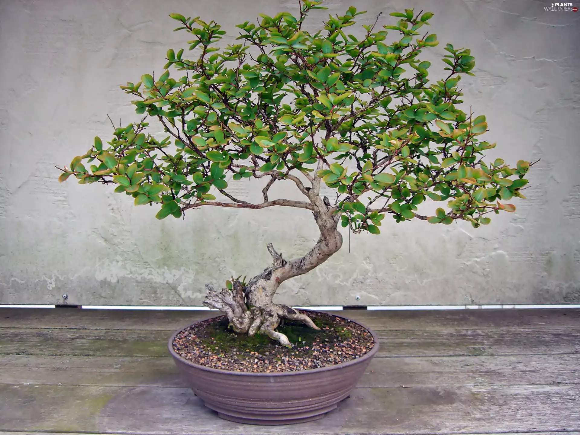 sapling, Bonsai