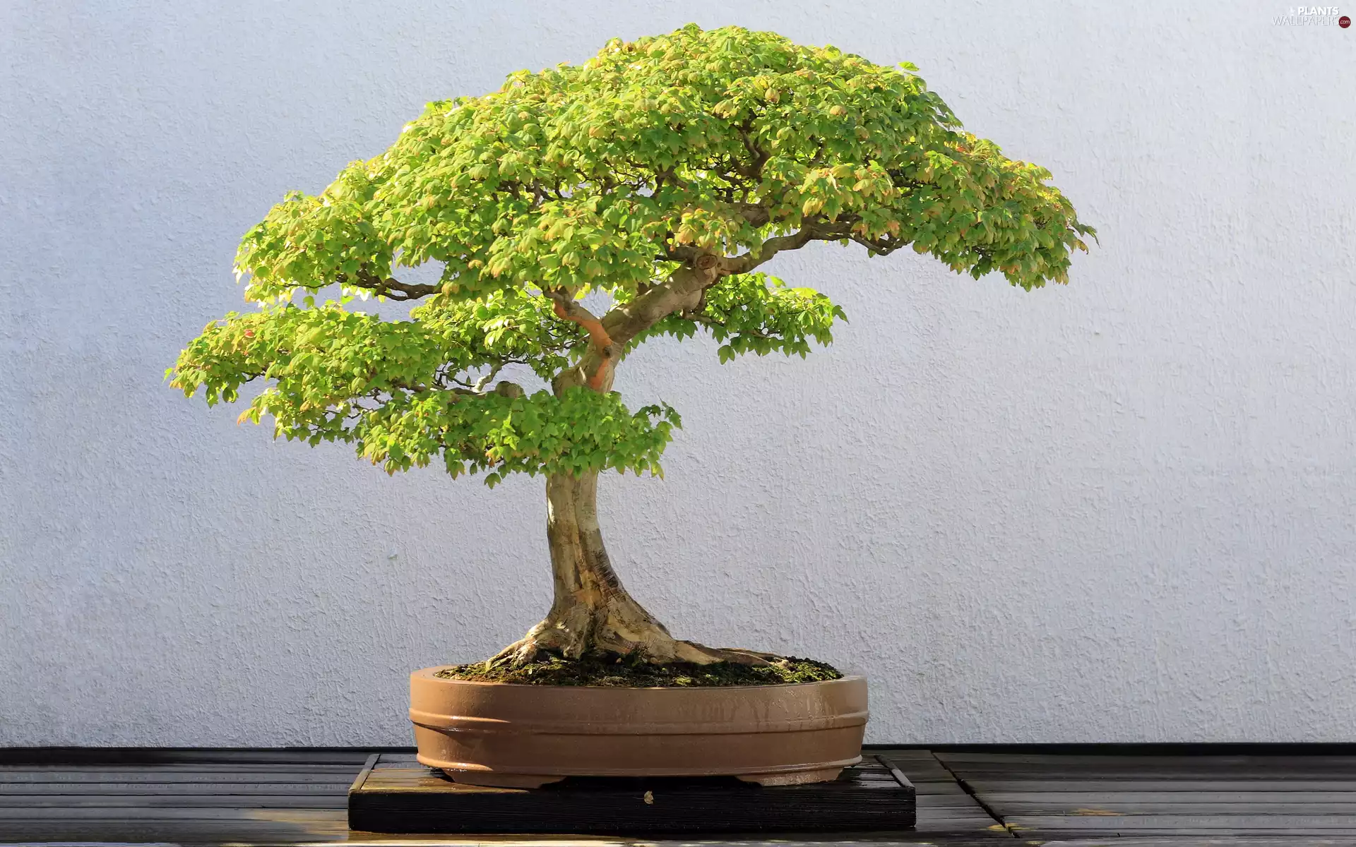 Bonsai, green ones, sapling