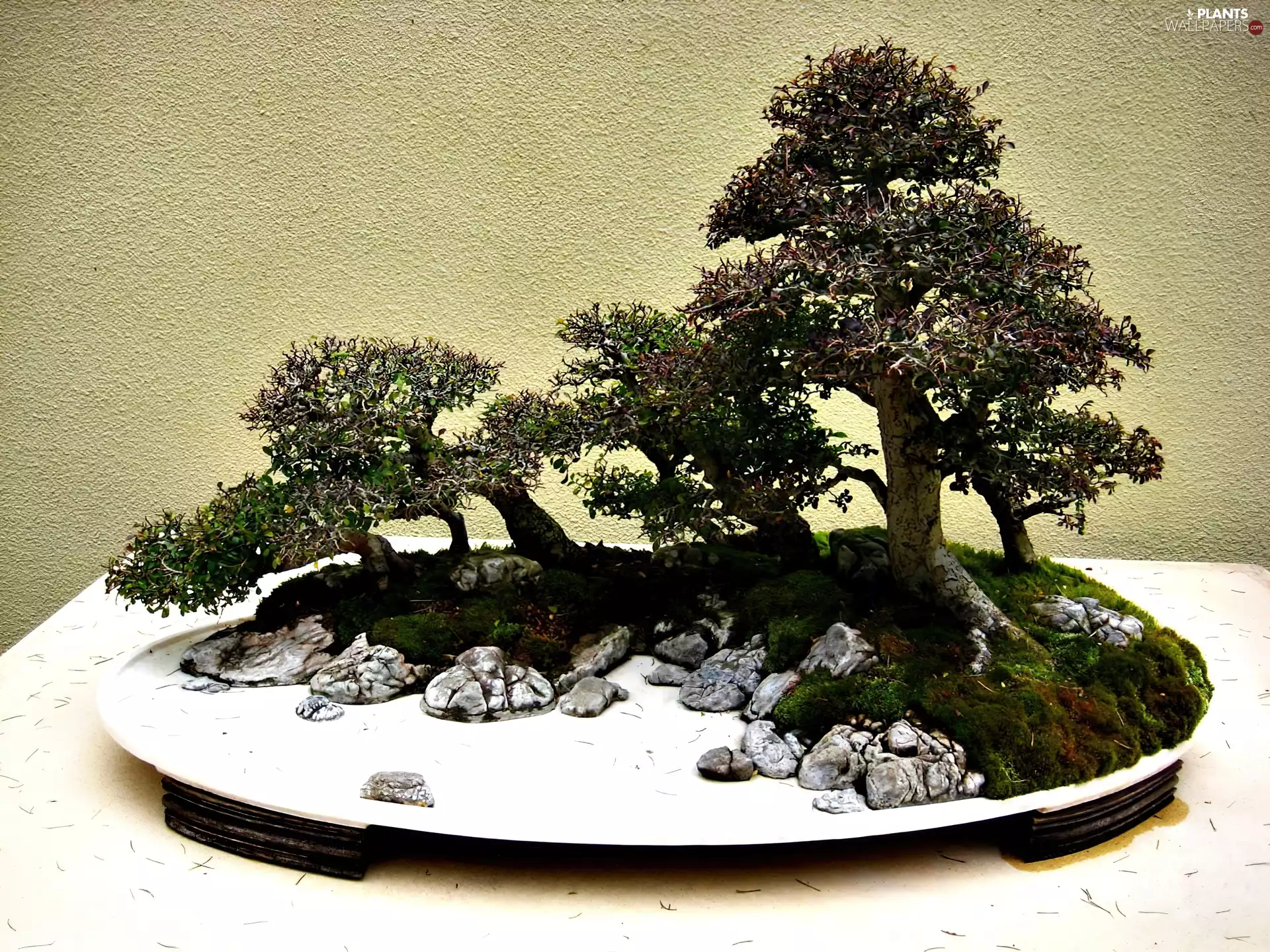 sapling, Bonsai