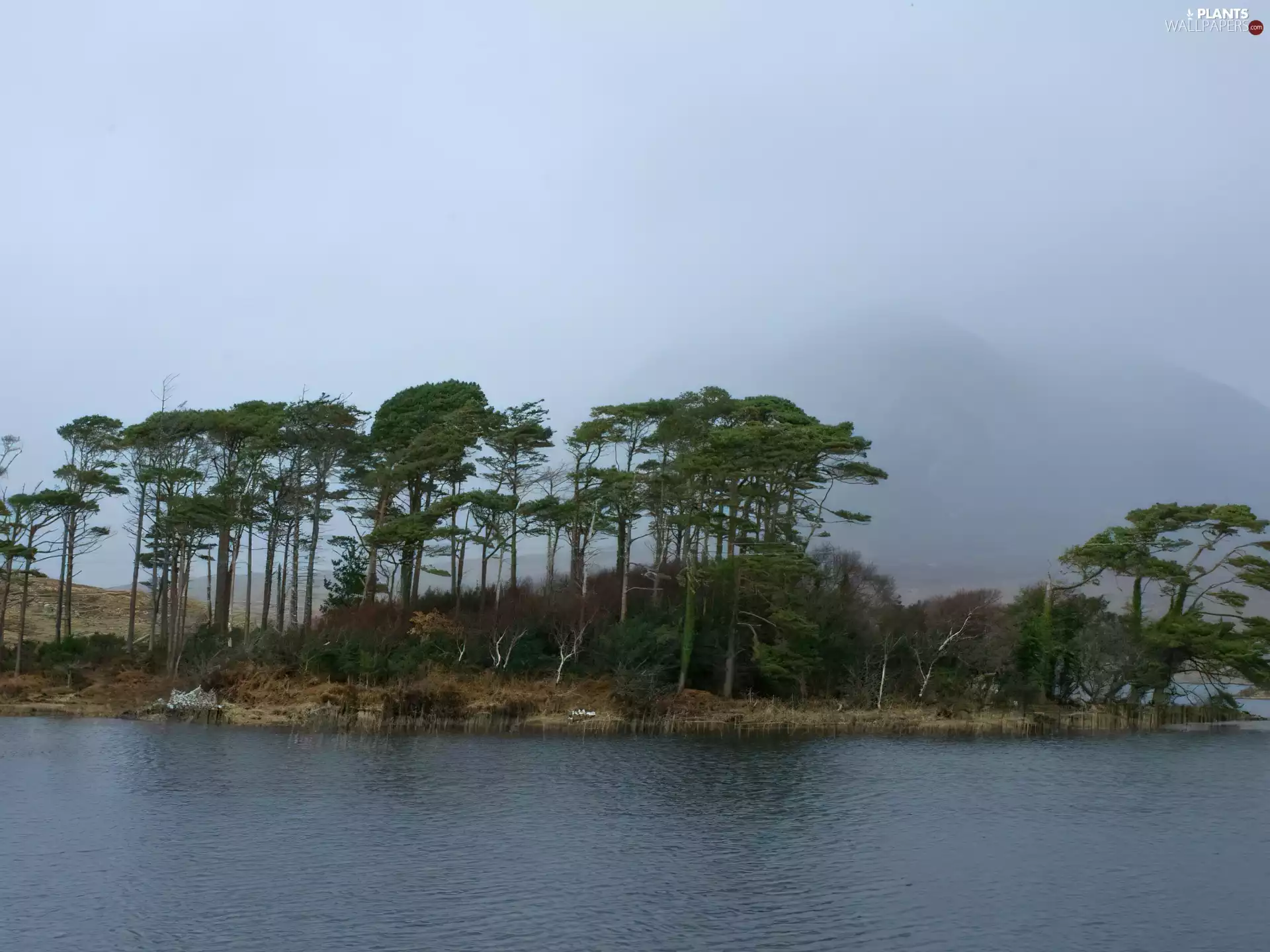 Sapling, lake, coast