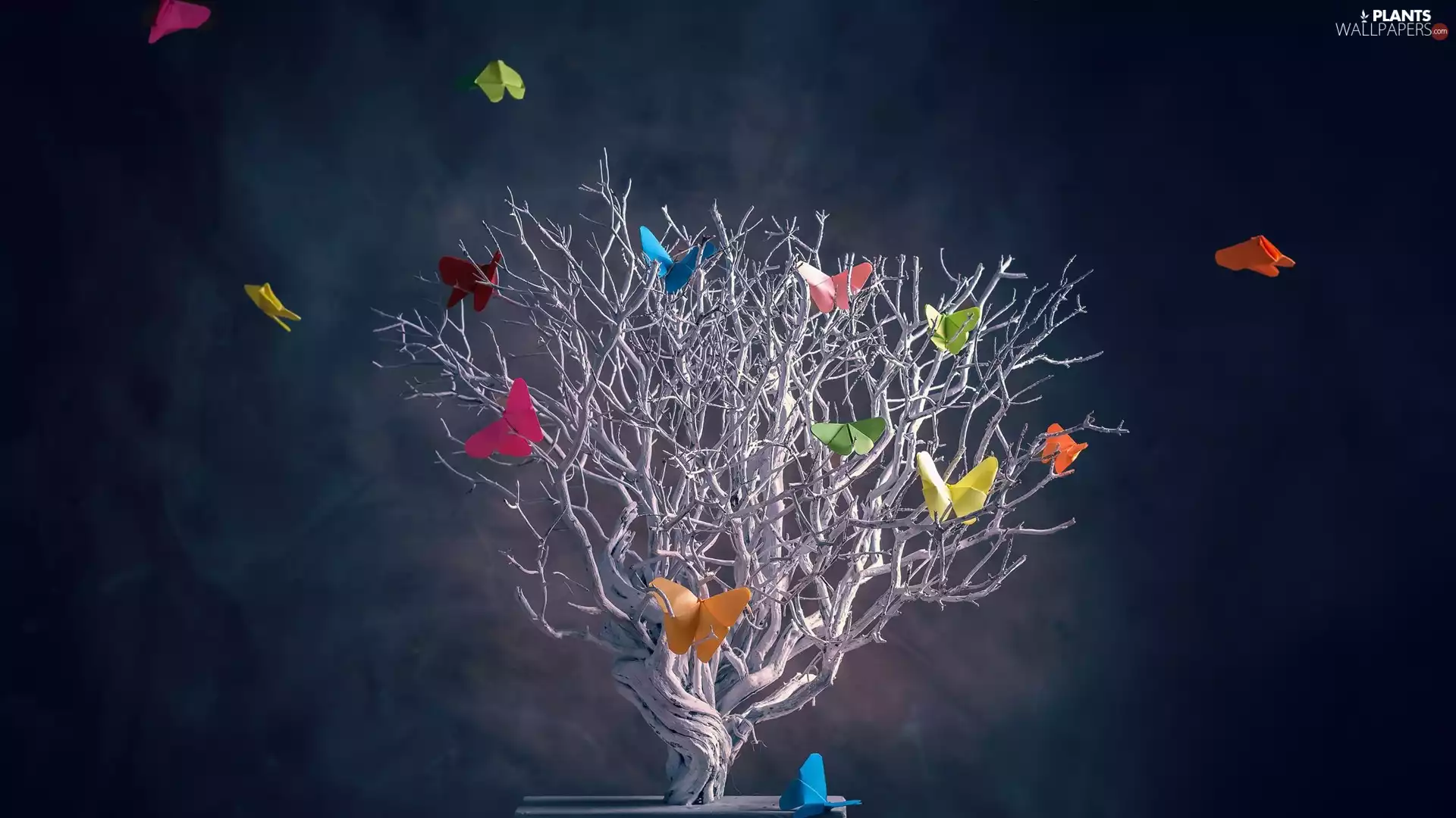 dry, color, butterflies, sapling