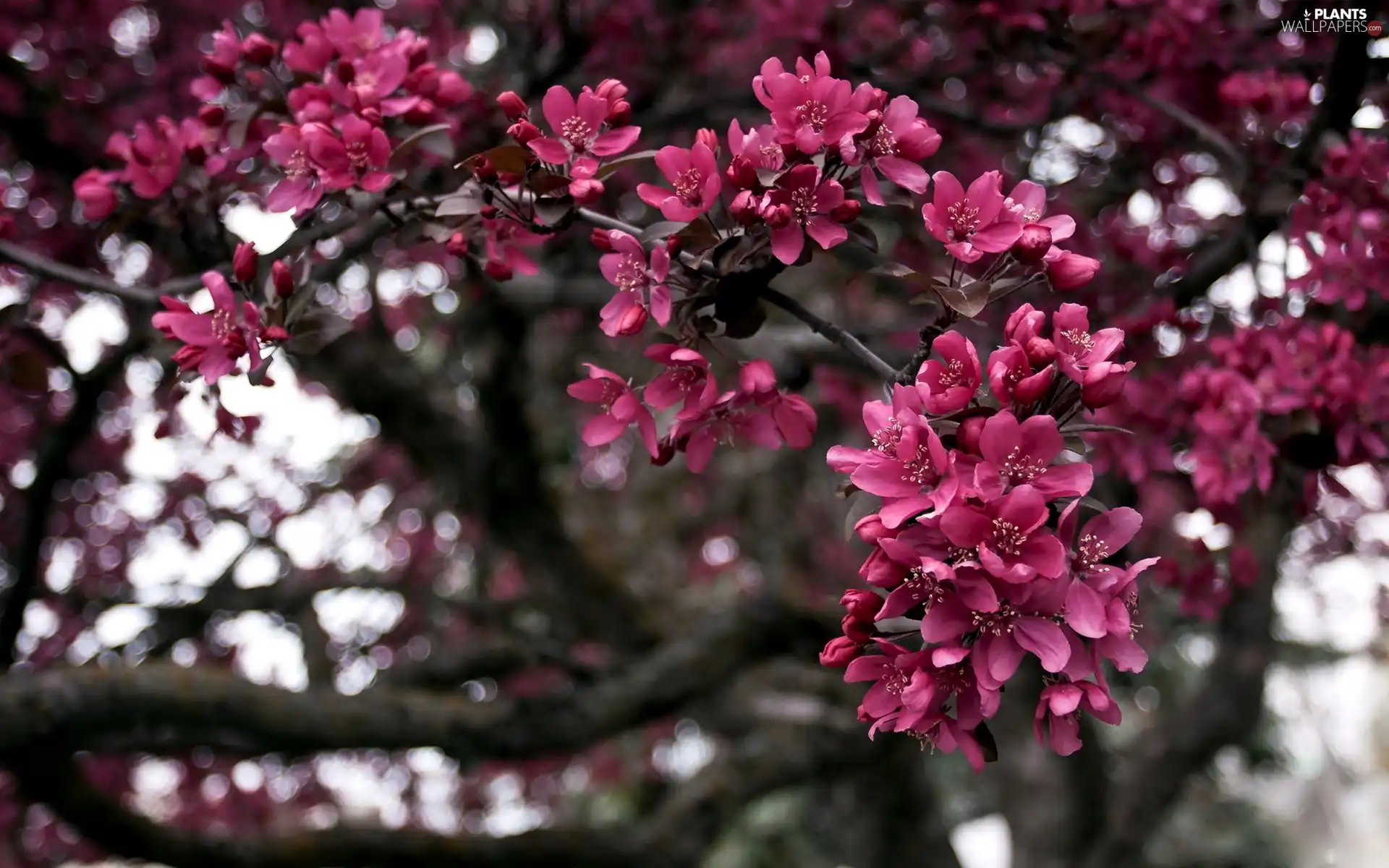 flourishing, pink, sapling, an