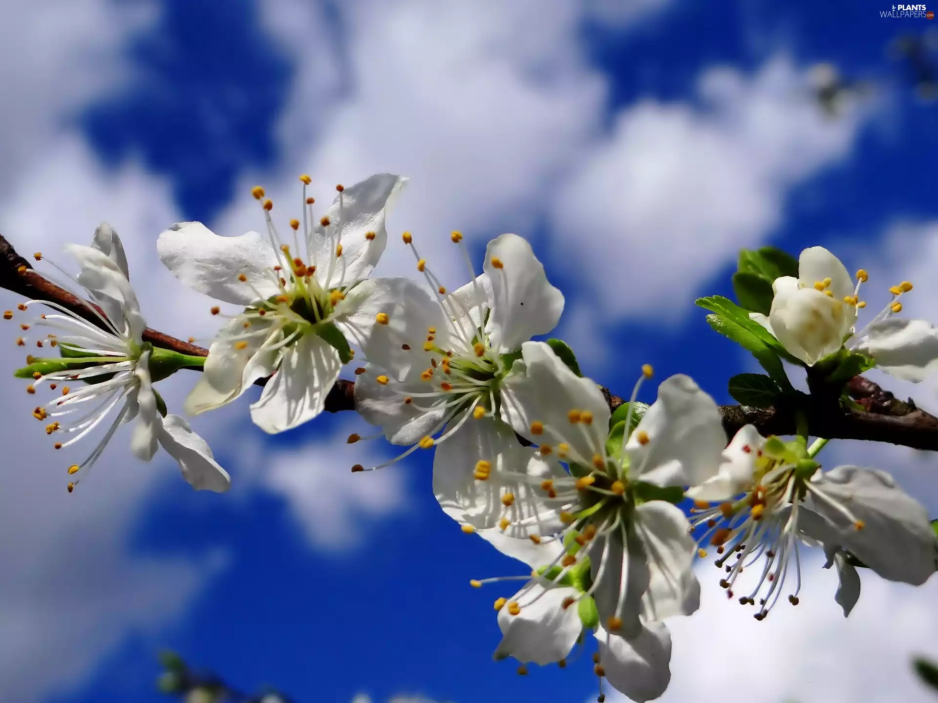 Flowers, fruit, Sky, sapling