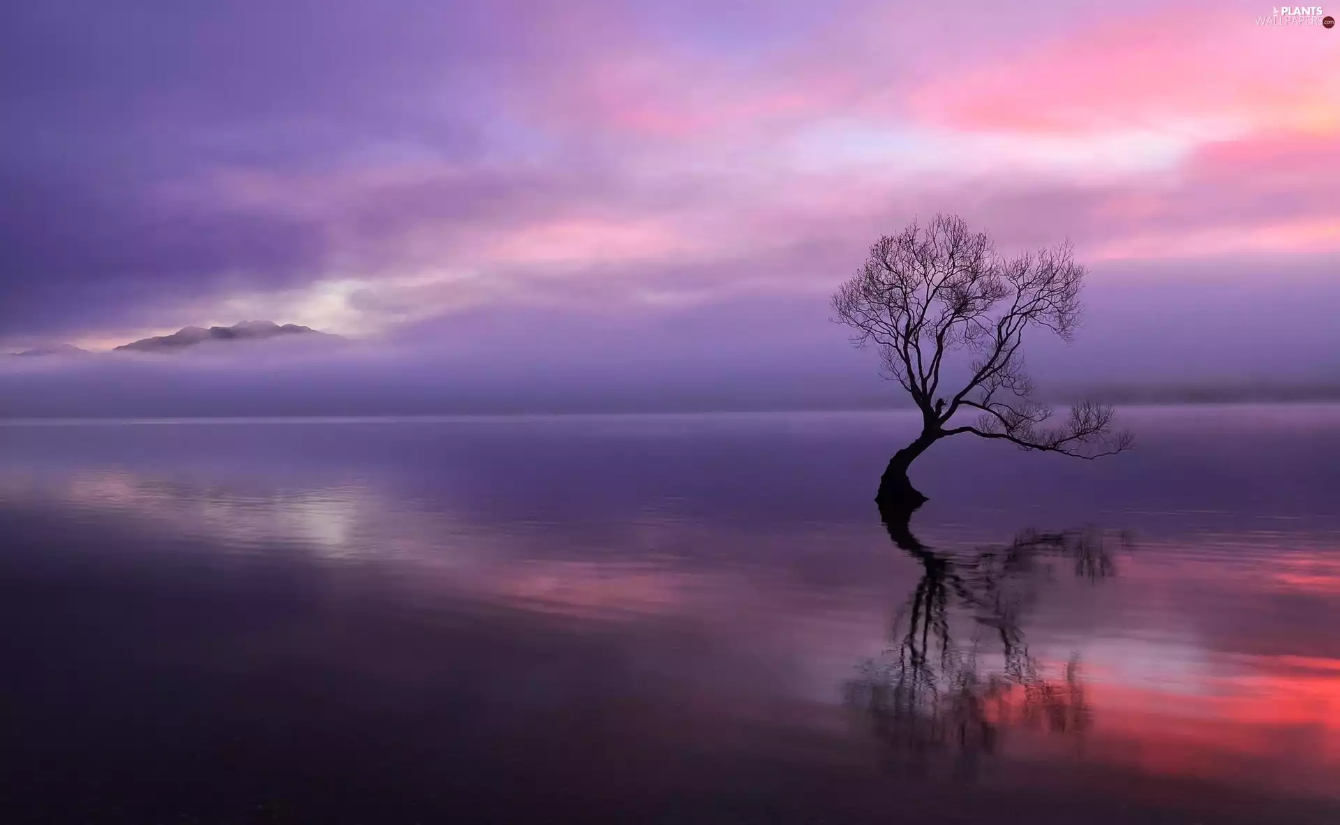 sapling, lake, Fog