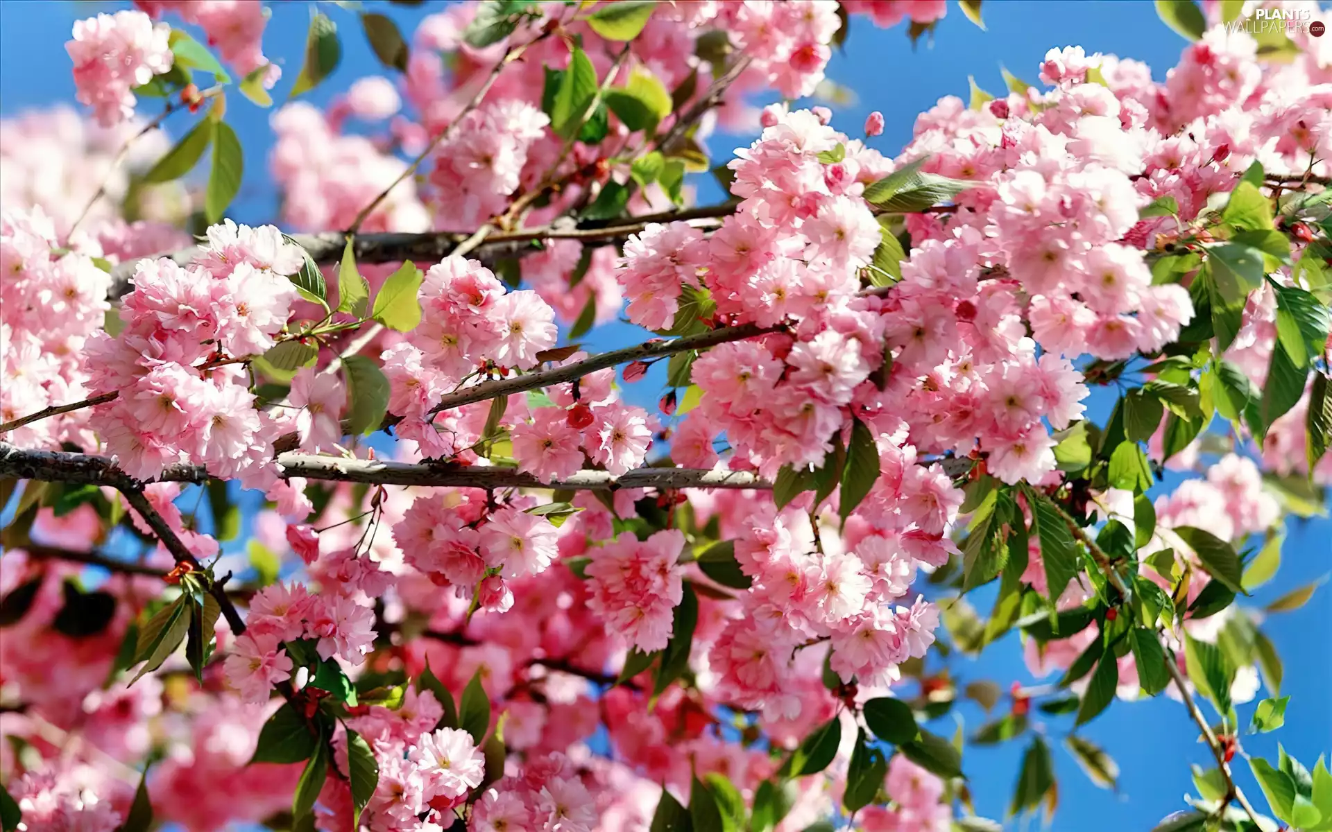 sapling, flourishing, fruit