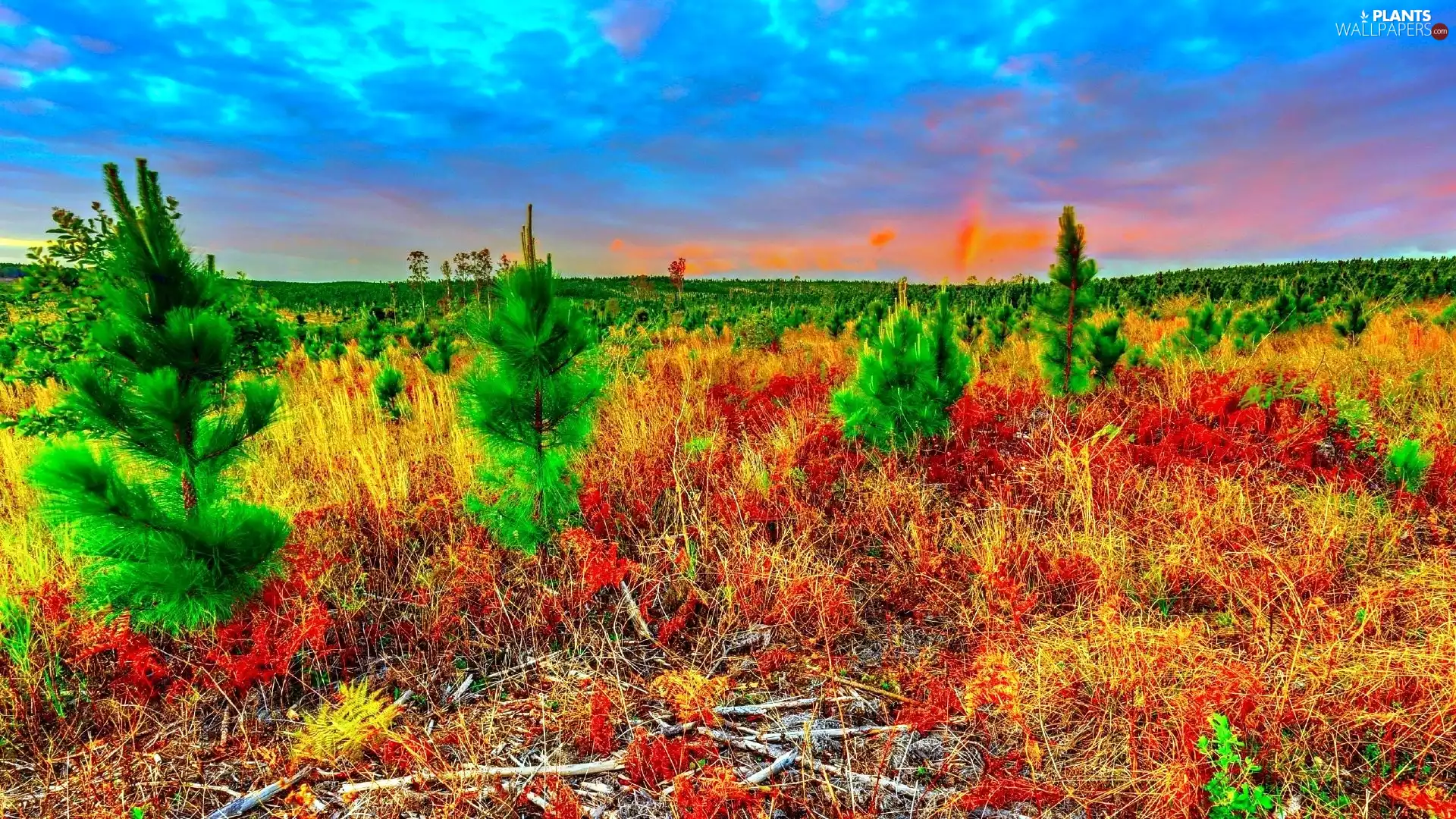 Great Sunsets, Meadow, Sapling
