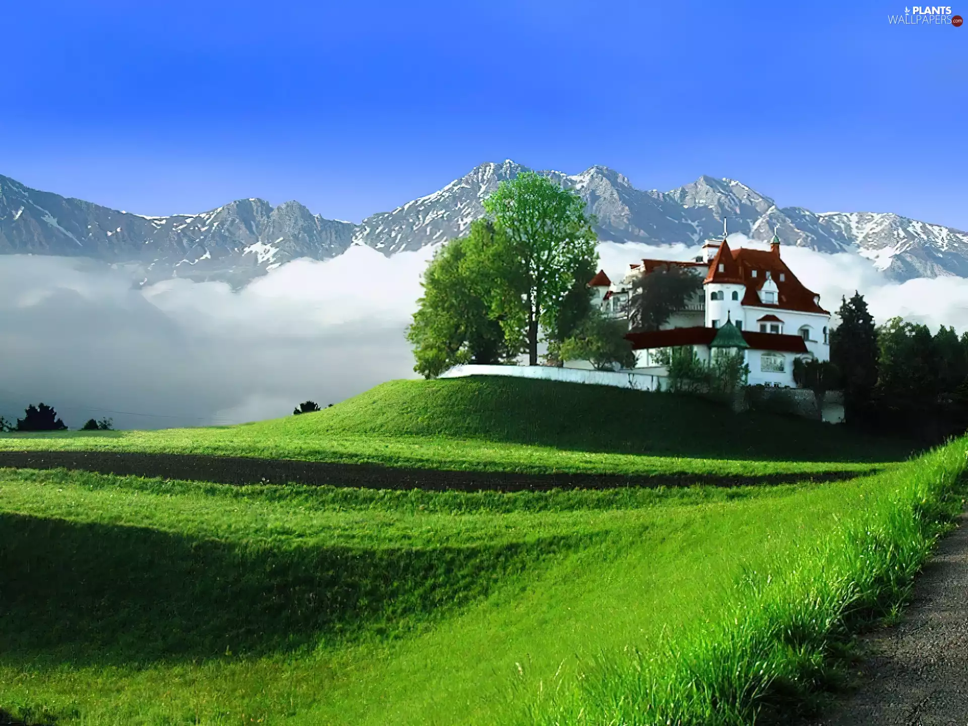 sapling, Mountains, Home