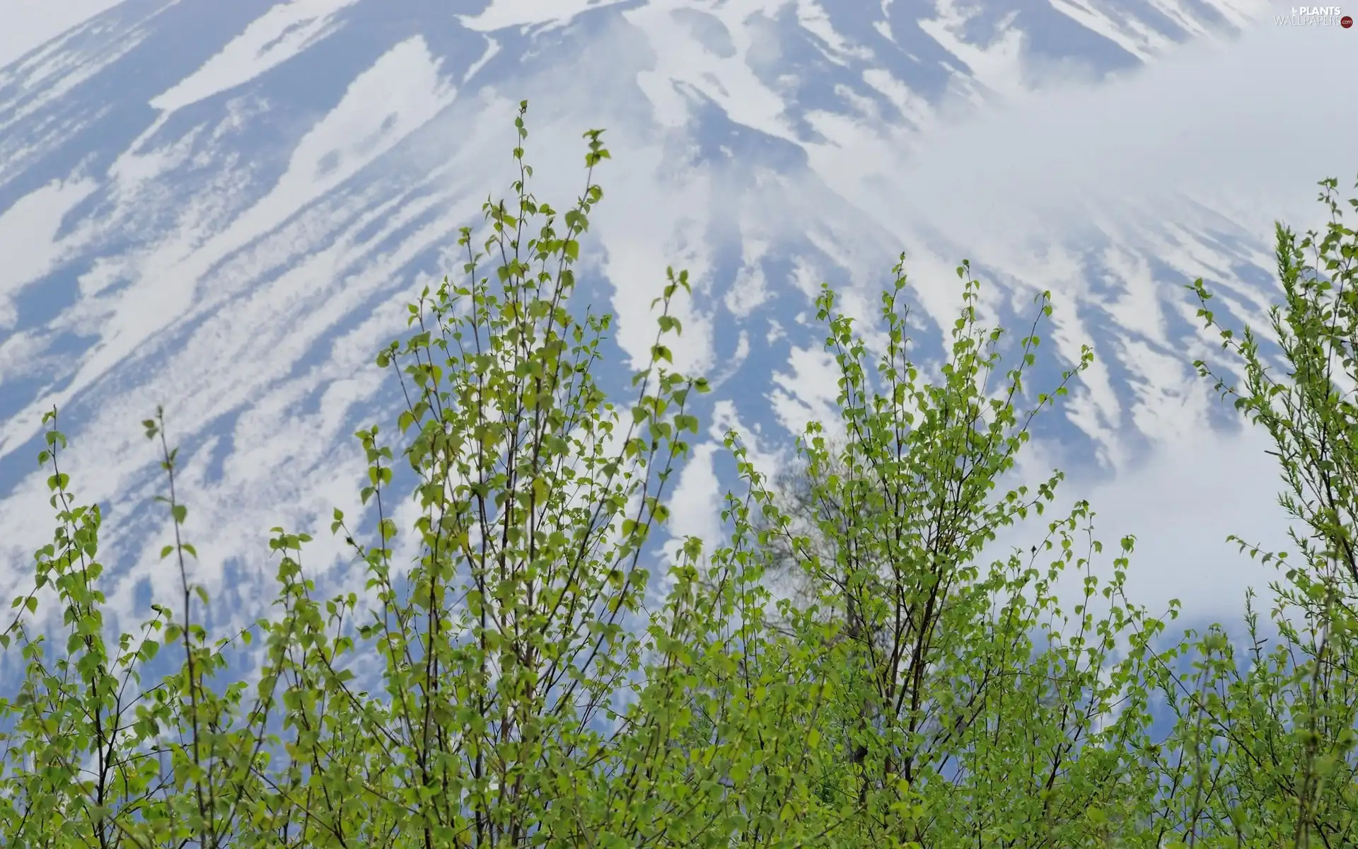 peaks, young, Sapling, Mountains